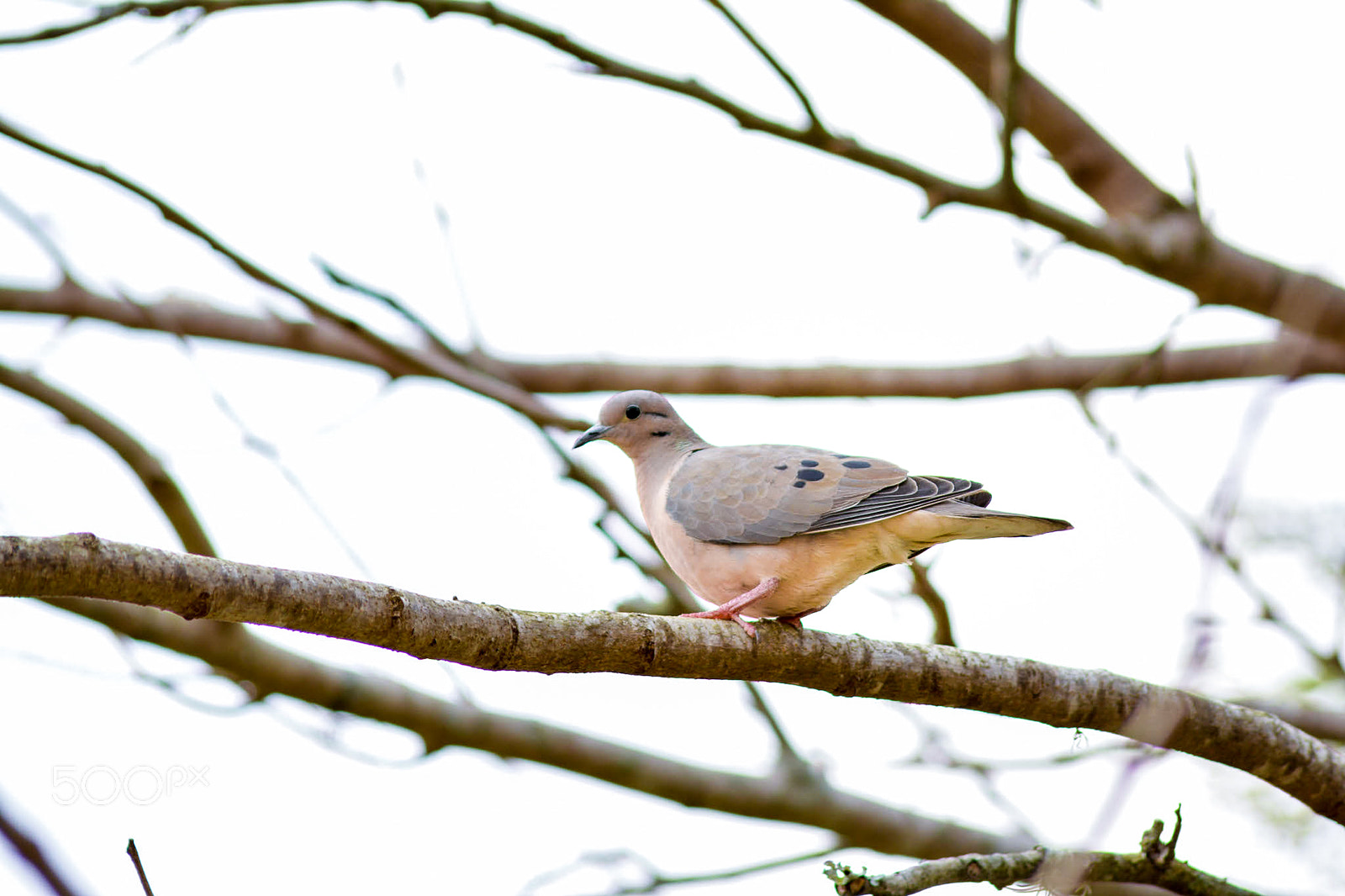 Nikon D5200 sample photo. Pretty bird photography