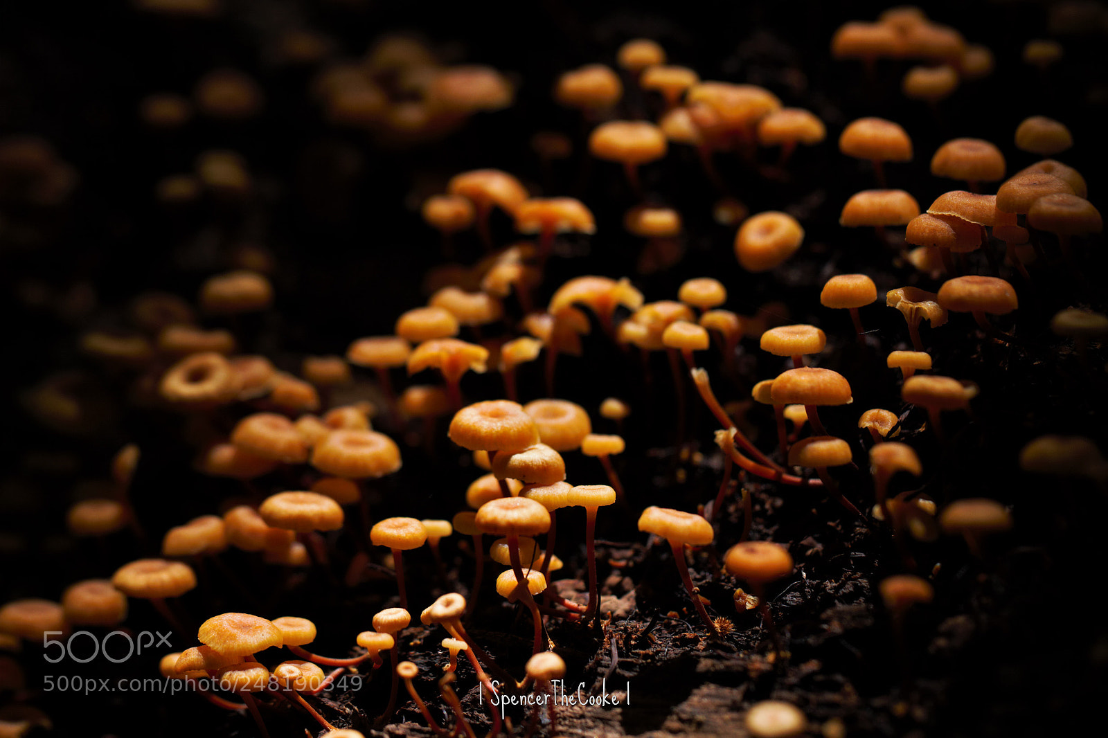 Canon EOS 7D sample photo. The mini kingdom photography