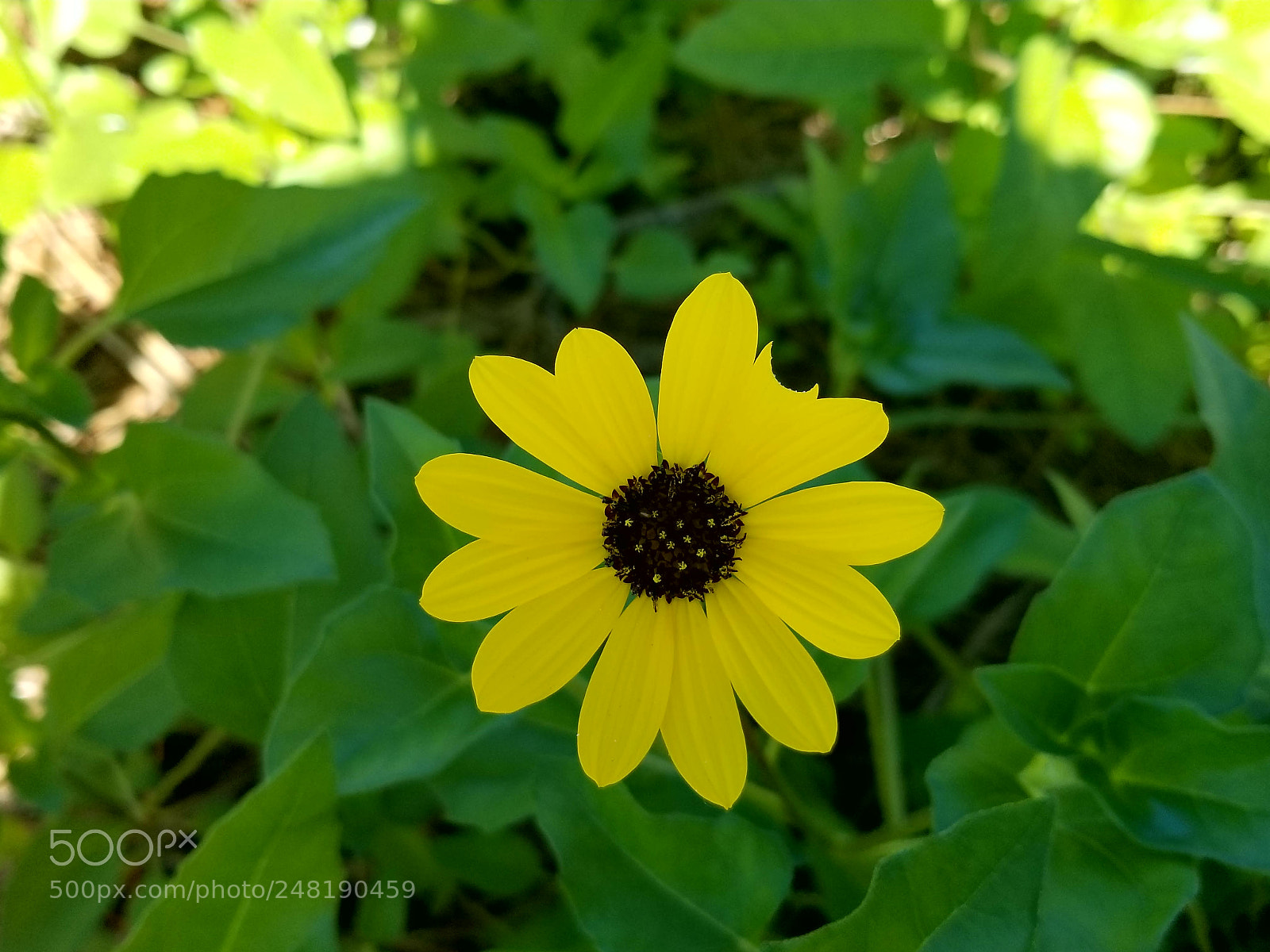 Samsung Galaxy S8+ sample photo. Untitled photography