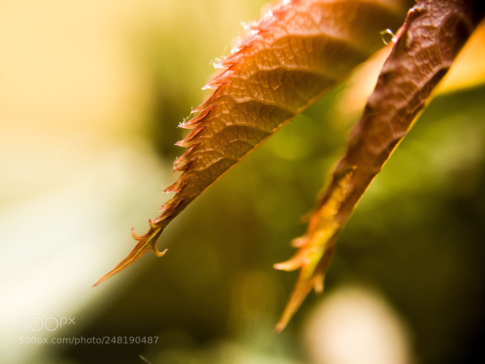 OnePlus A3003 sample photo. Rose leaves photography