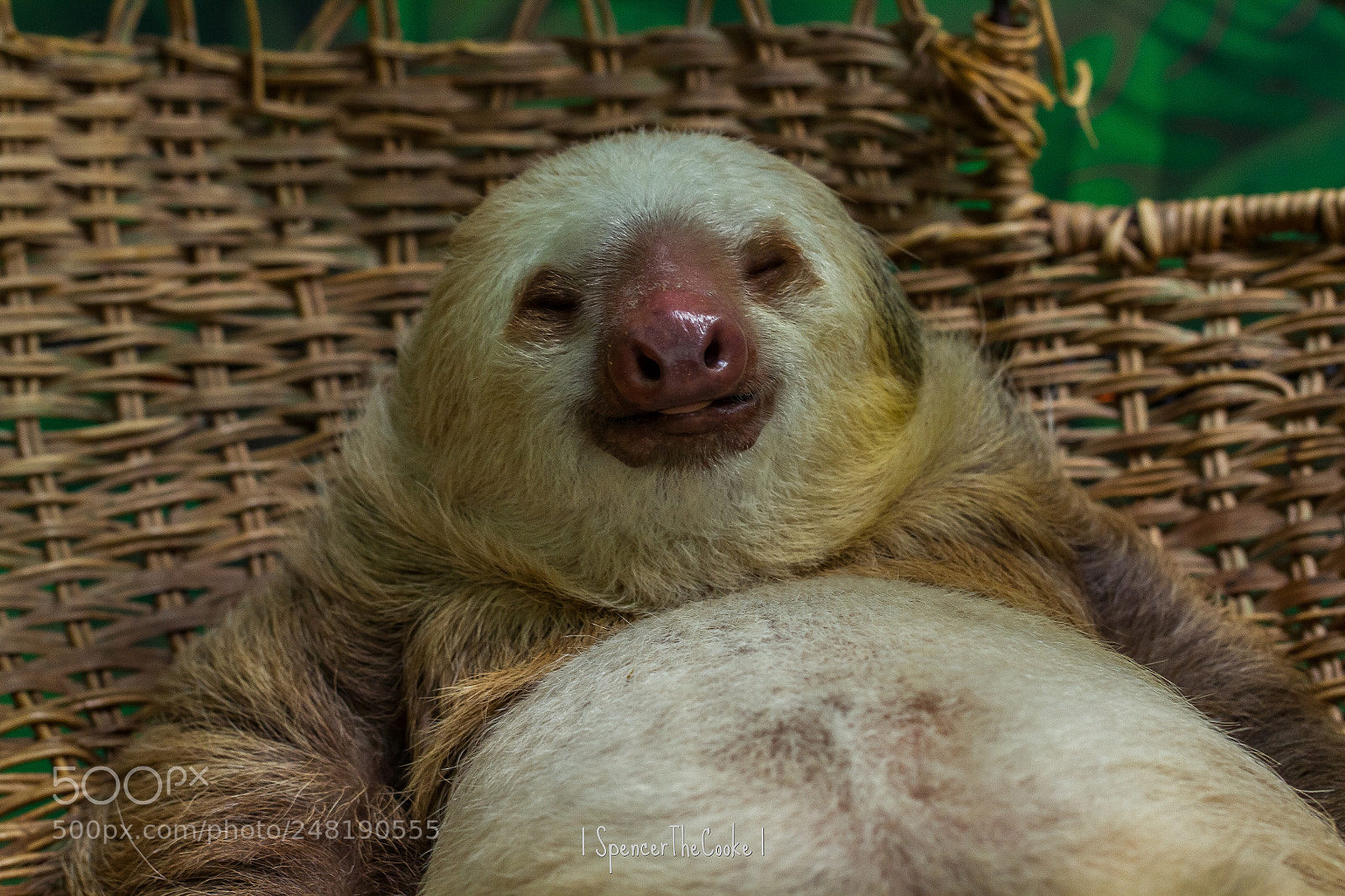Canon EOS 7D sample photo. A smug sleeper photography