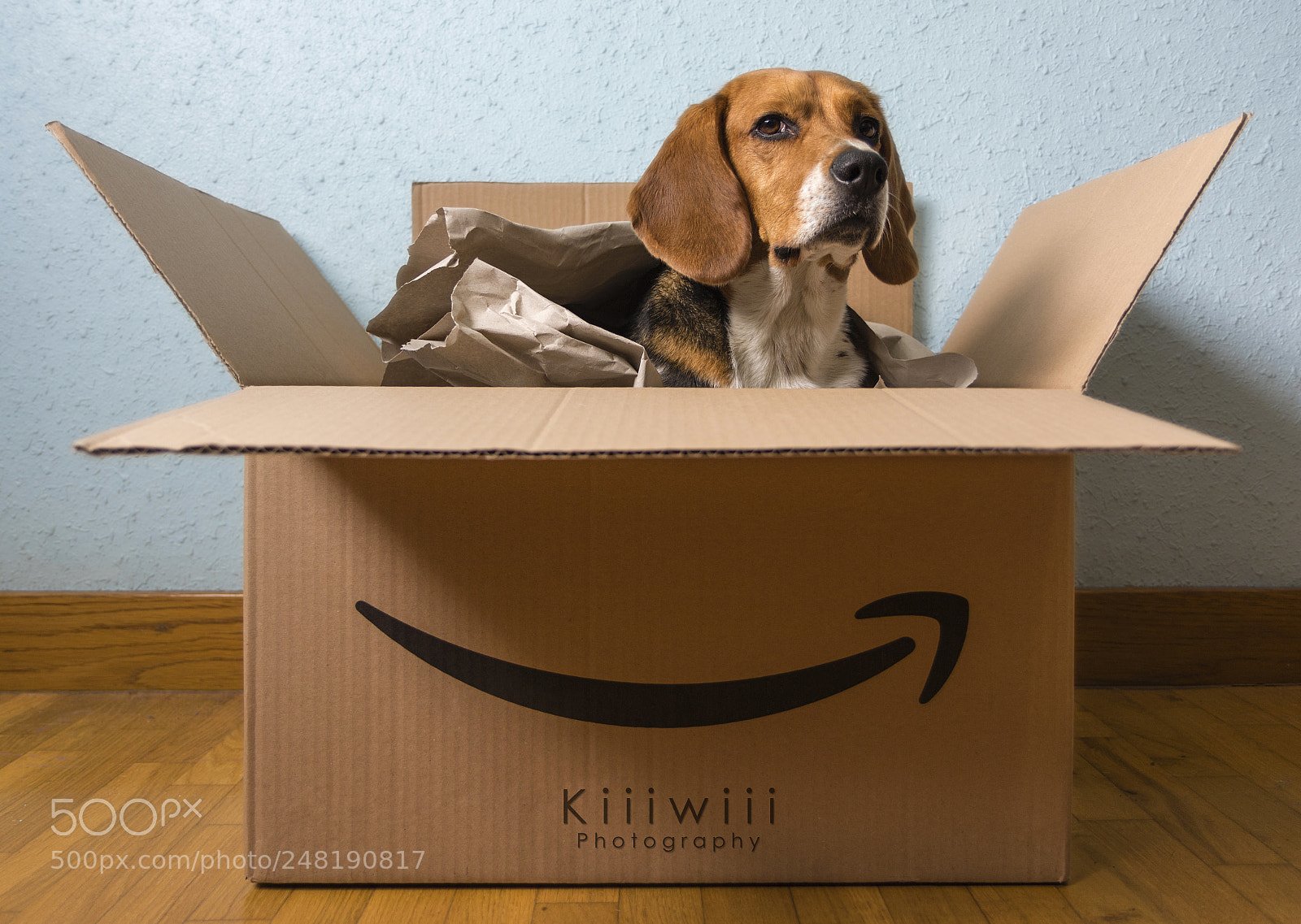 Canon EOS 7D Mark II sample photo. 9/52 mascota - beagle delivery photography