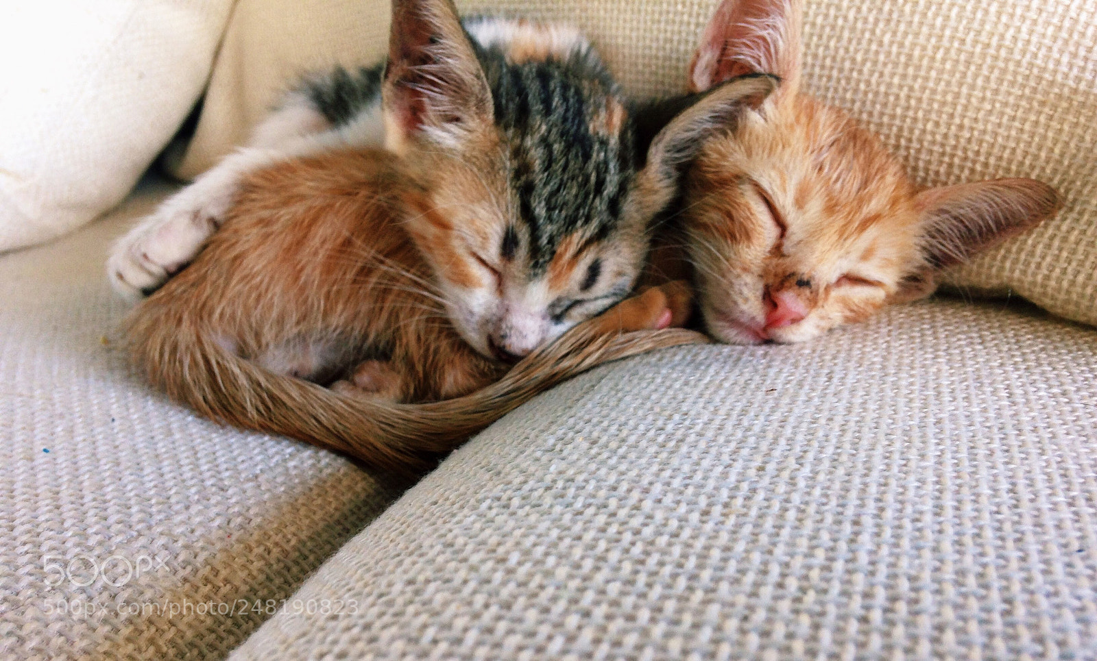 Apple iPhone 5c sample photo. Cat love photography