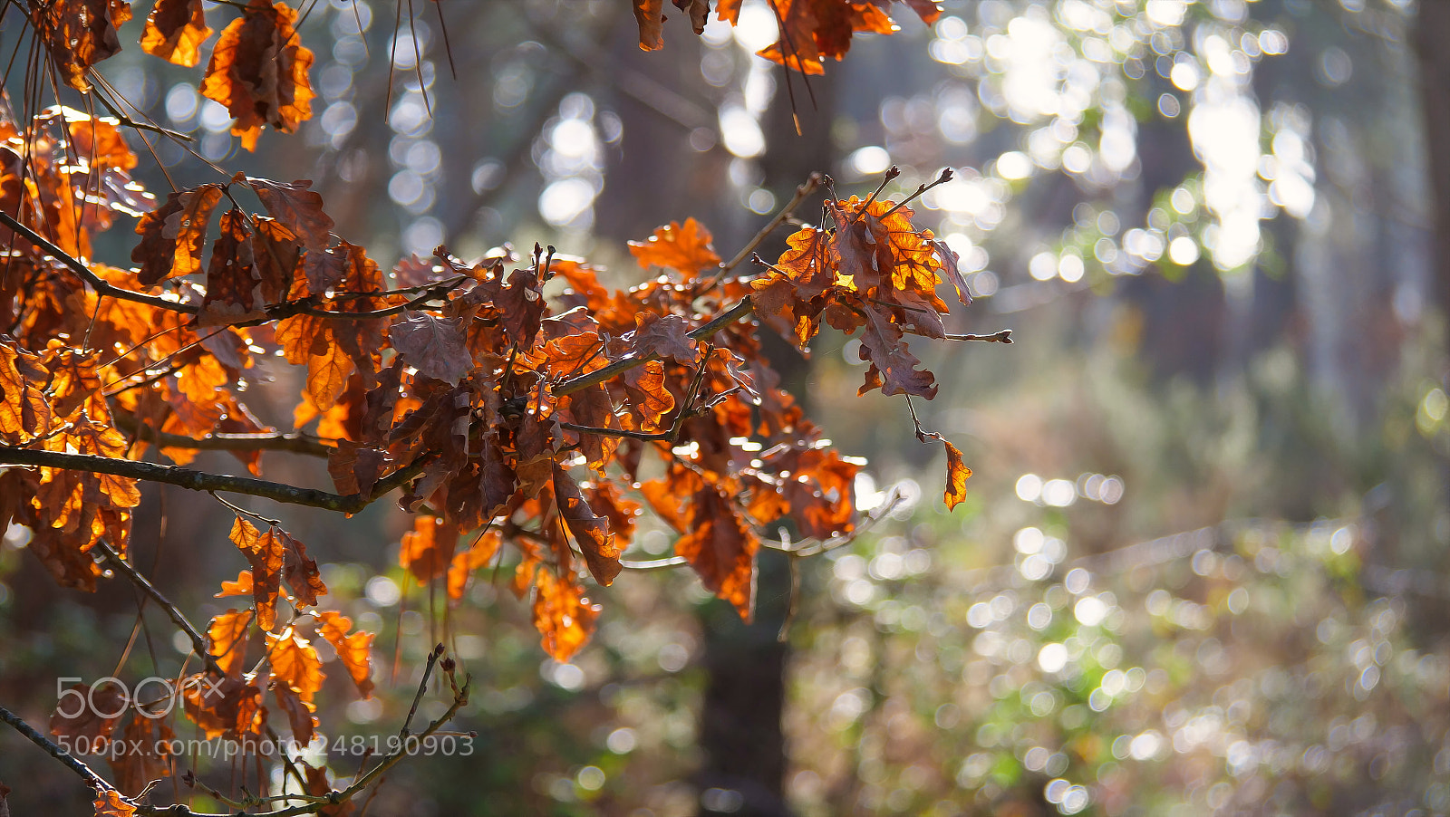 Panasonic Lumix DC-GH5 sample photo. En for t photography