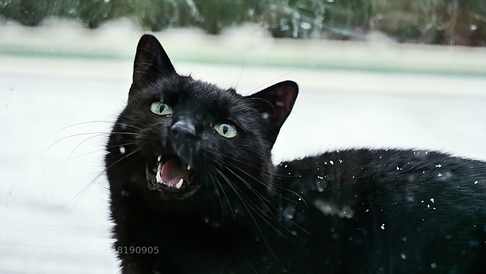 Panasonic Lumix DC-GH5 sample photo. Black cat in the photography