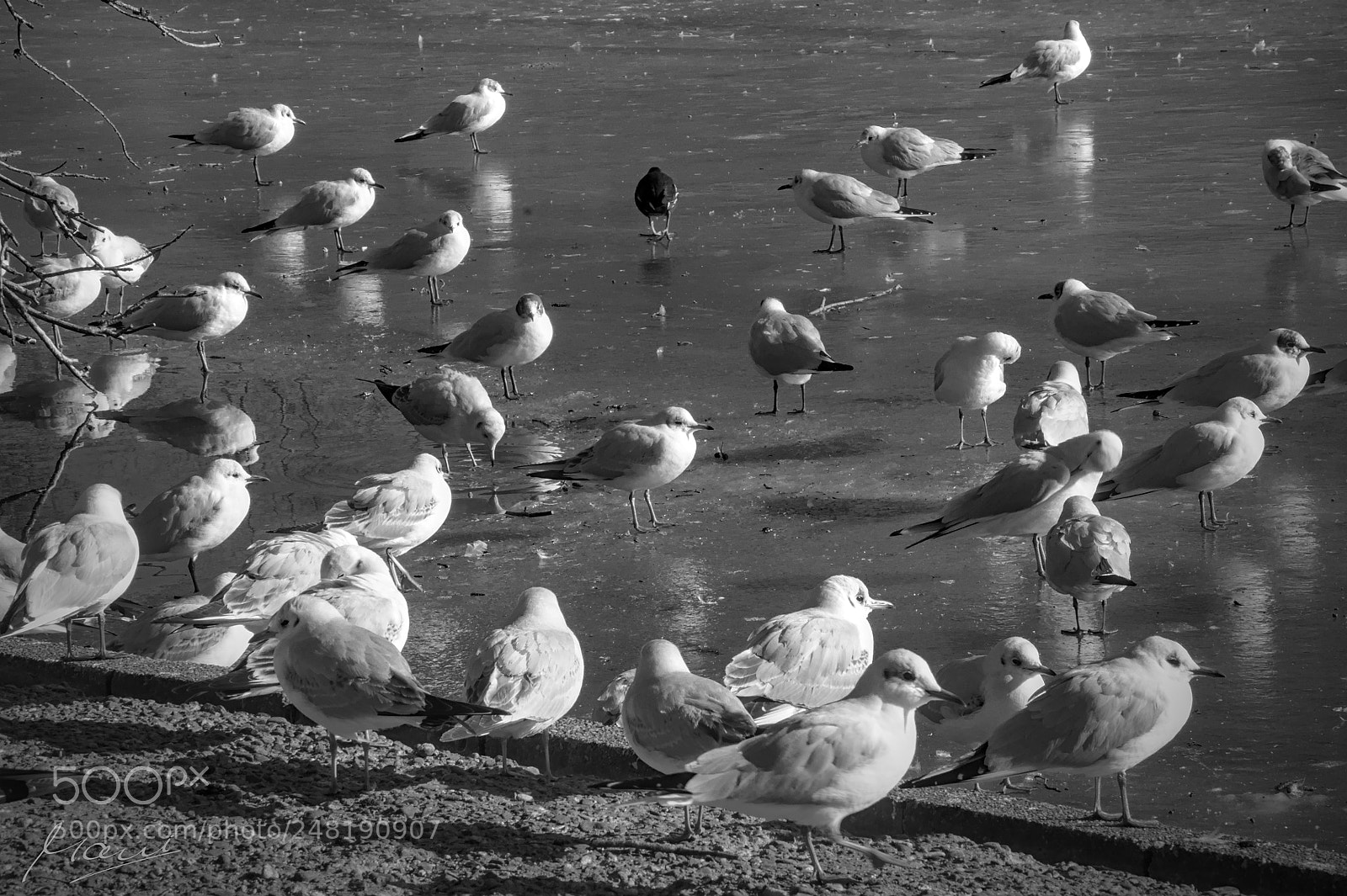 Nikon D90 sample photo. The black sheep photography