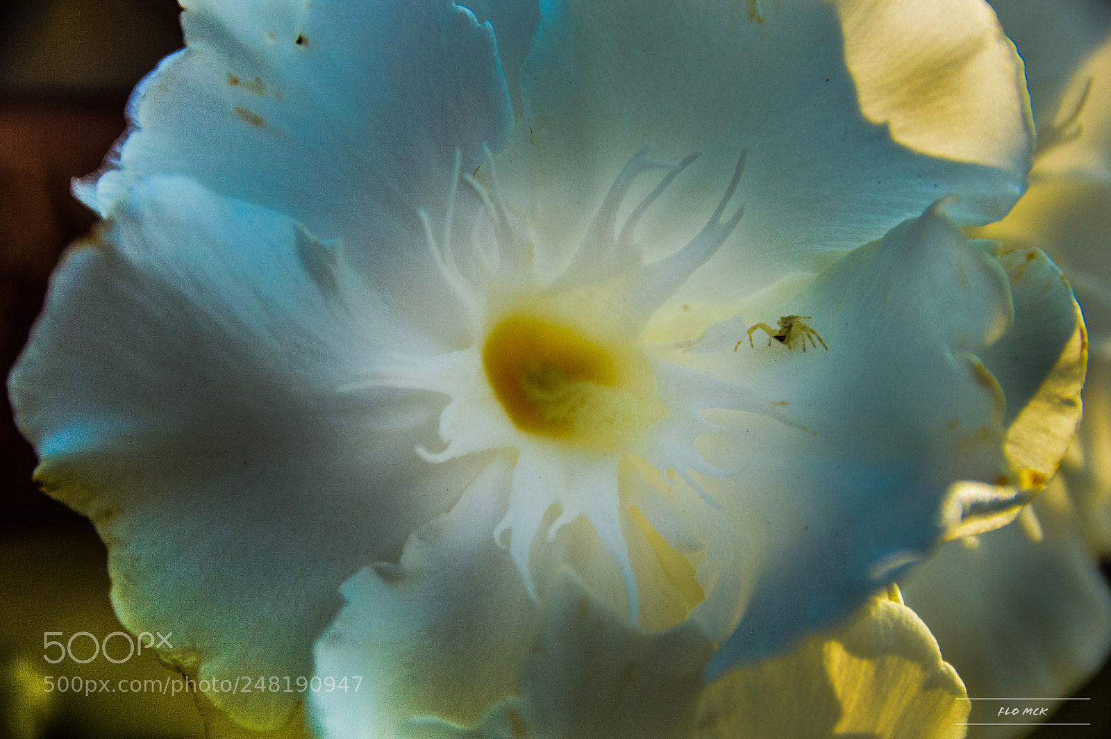 Nikon D3200 sample photo. La fleur et son photography