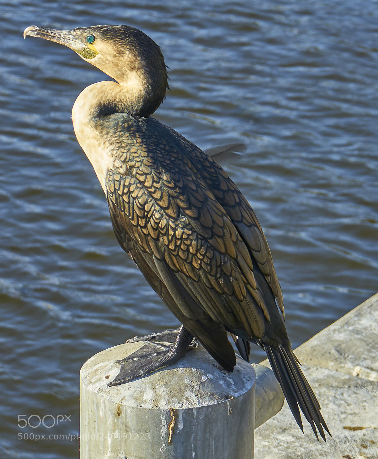 Sony a7 II sample photo. White breasted cormorant photography