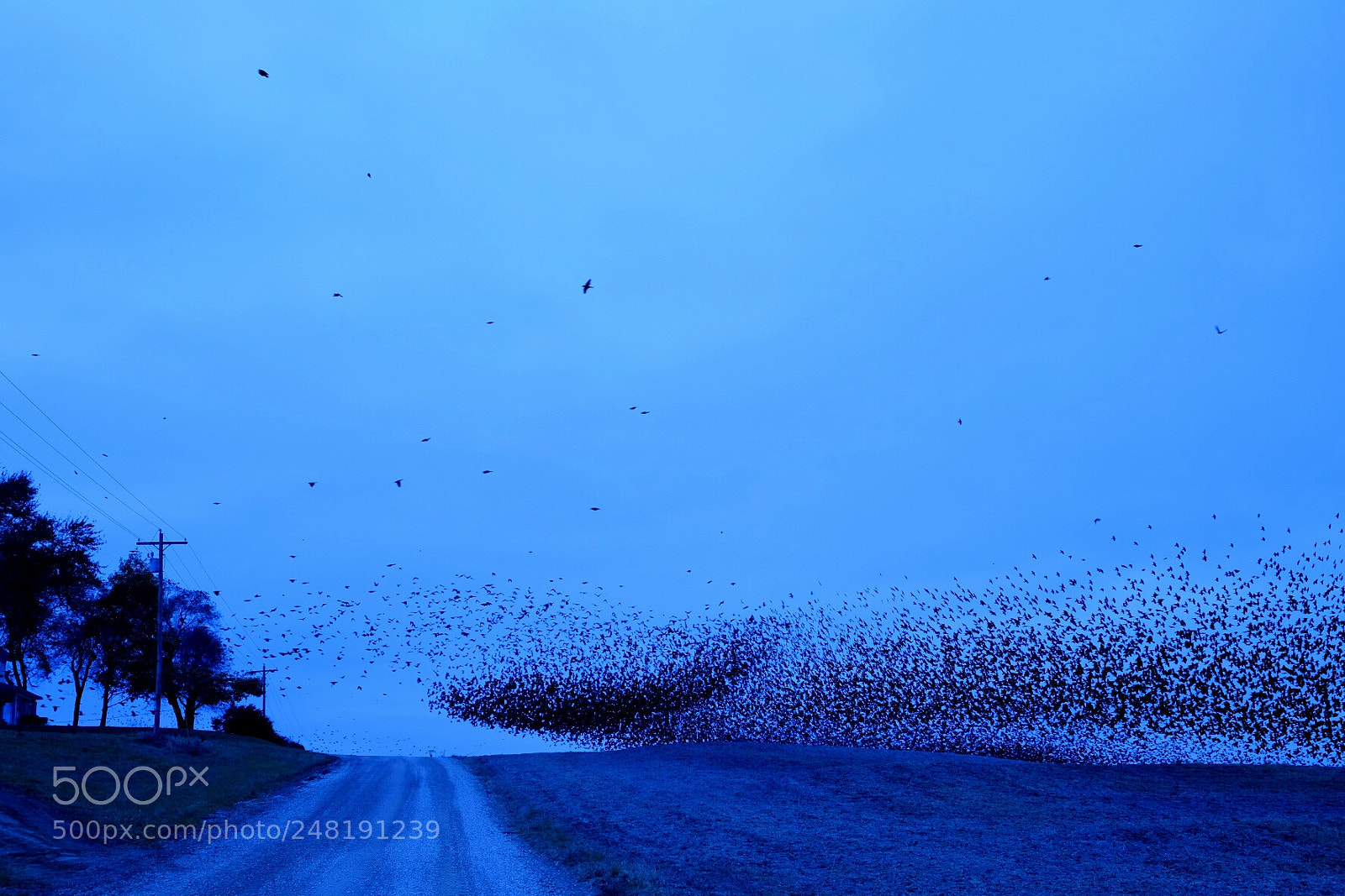 Fujifilm X-E2 sample photo. Birds flocking photography