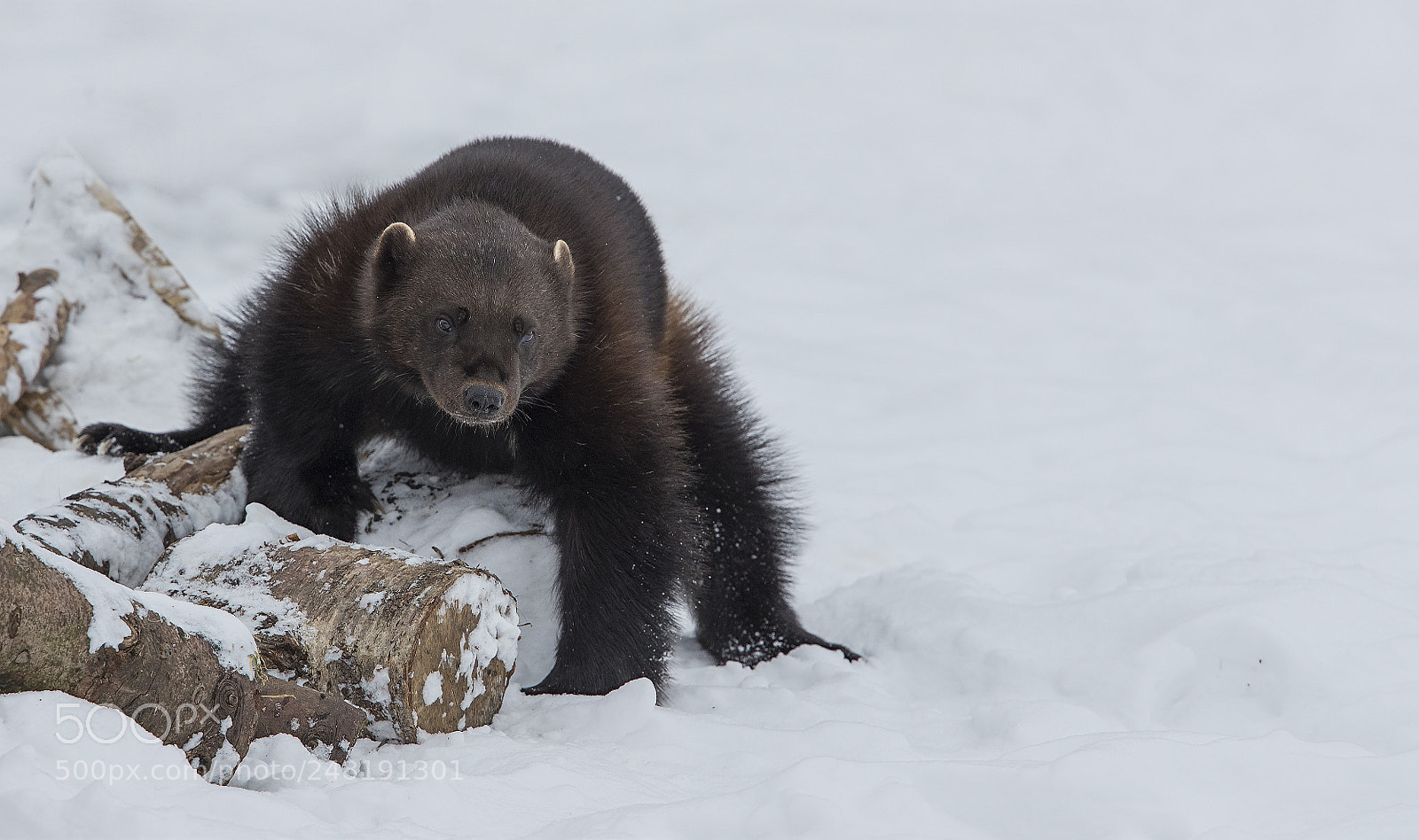 Canon EOS-1D X Mark II sample photo. Wolverine scent marking photography