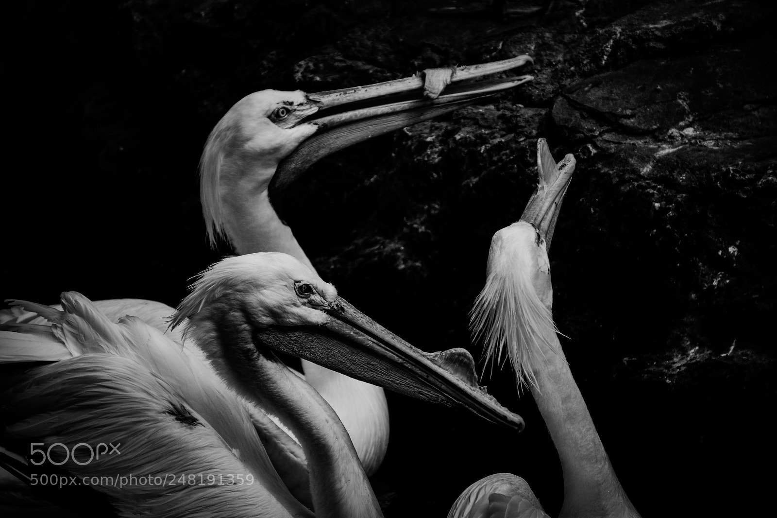 Nikon D5300 sample photo. American white pelicans. homosassa photography