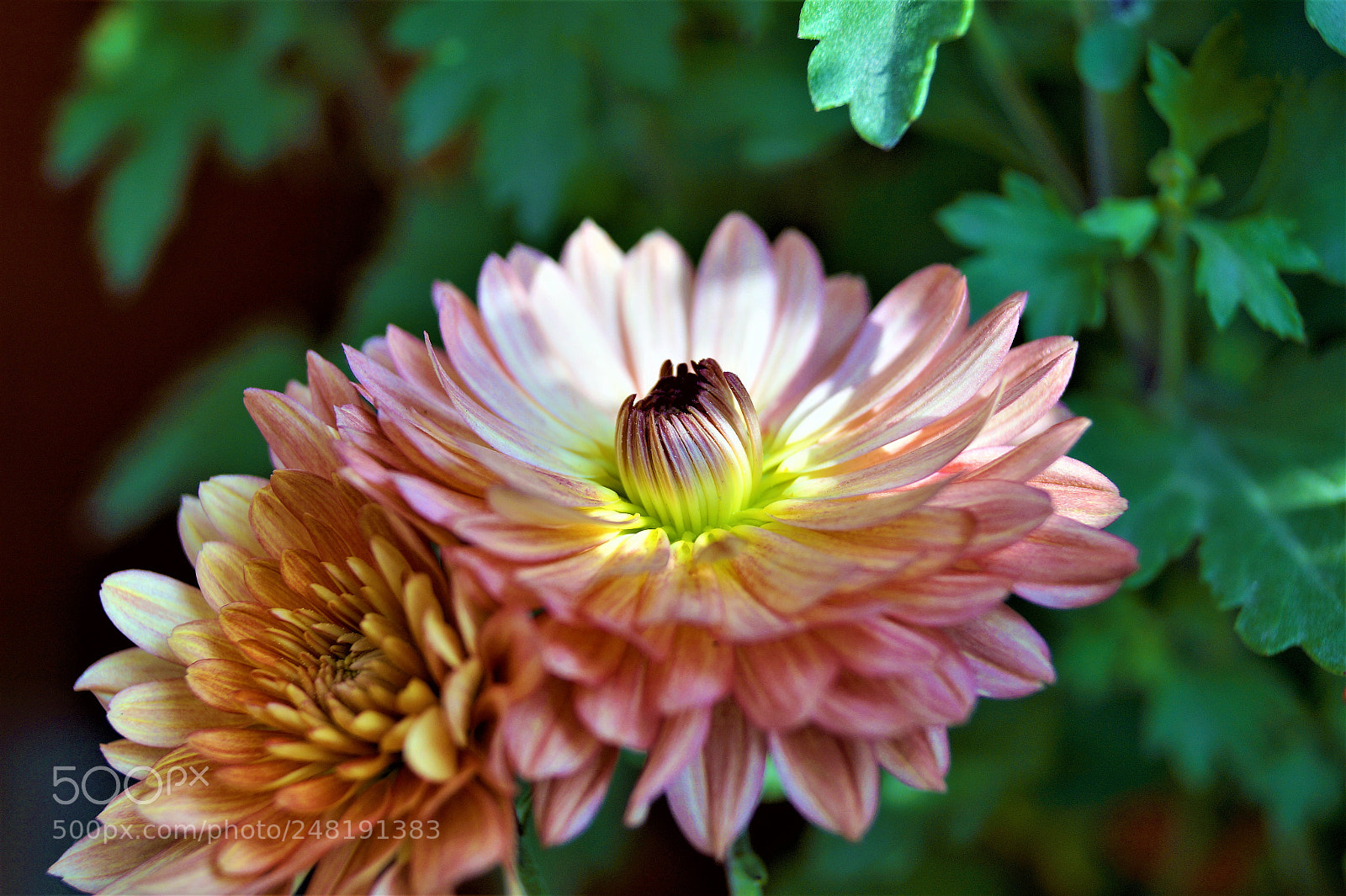 Sony SLT-A58 sample photo. Daisy photography