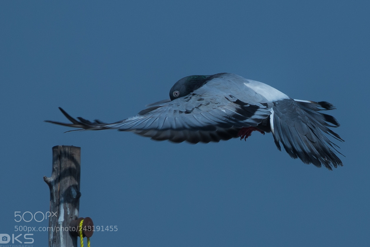 Nikon D610 sample photo. Pigeon photography