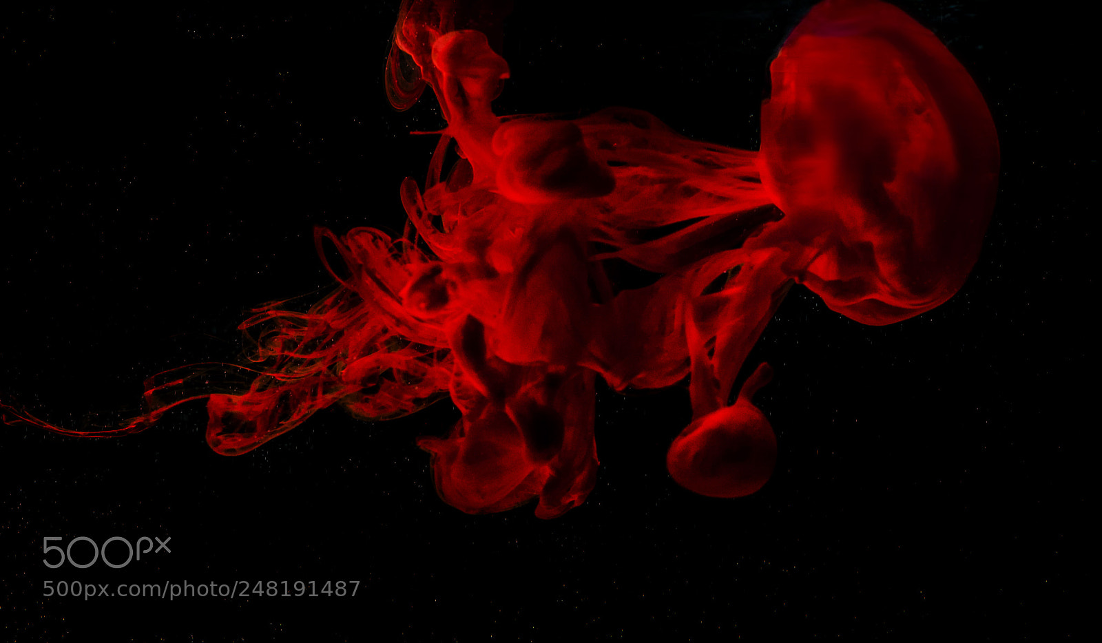 Nikon D90 sample photo. Red jellyfish photography