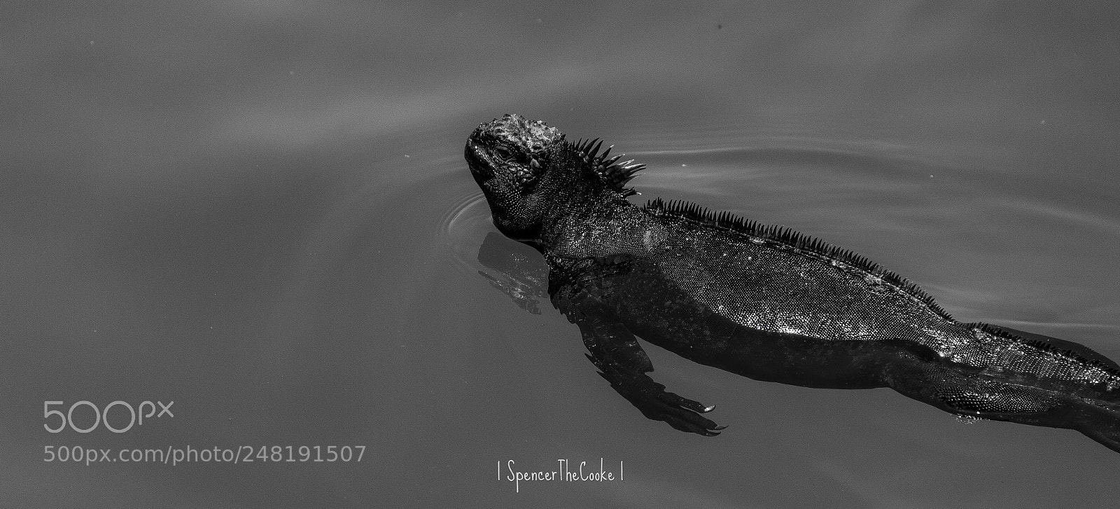 Canon EOS 7D sample photo. It swims photography