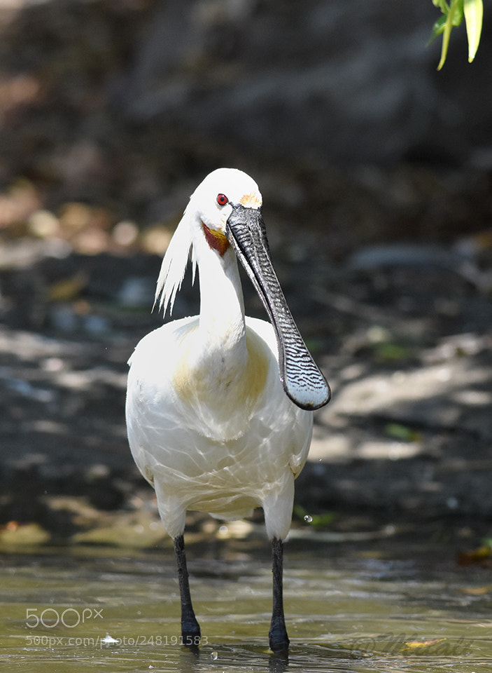 Nikon D7200 sample photo. Spoonbill photography