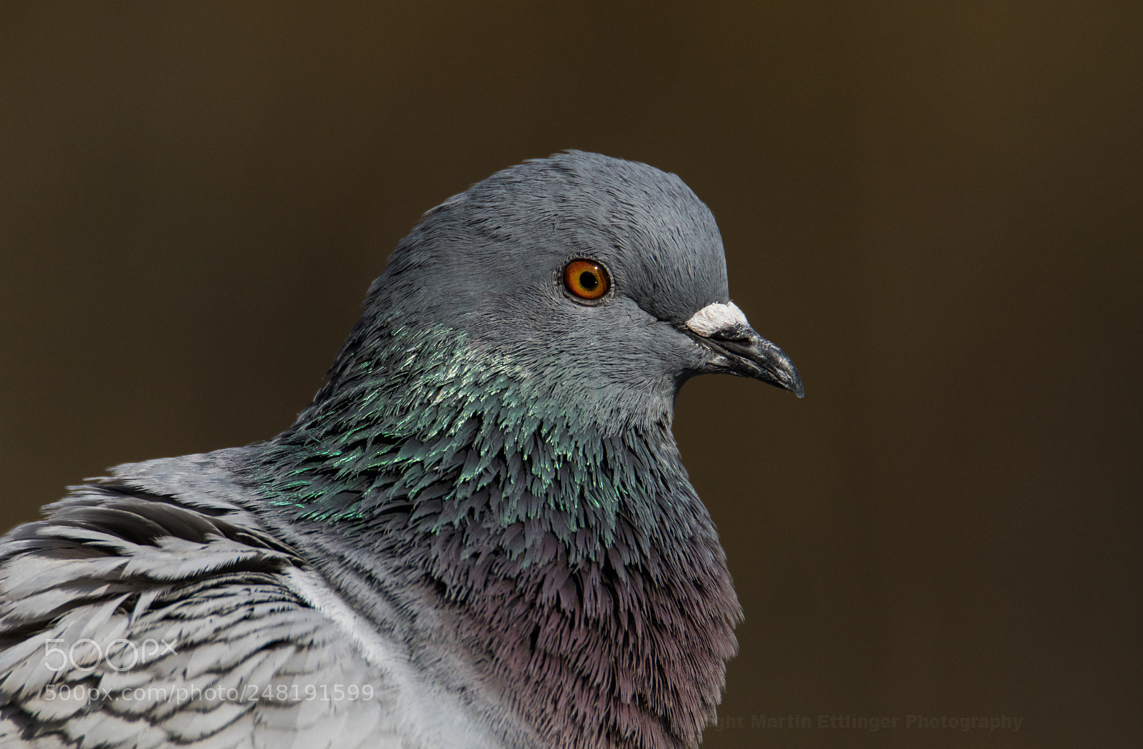 Canon EOS 7D Mark II sample photo. Rock dove (columba livia) 04032018 photography
