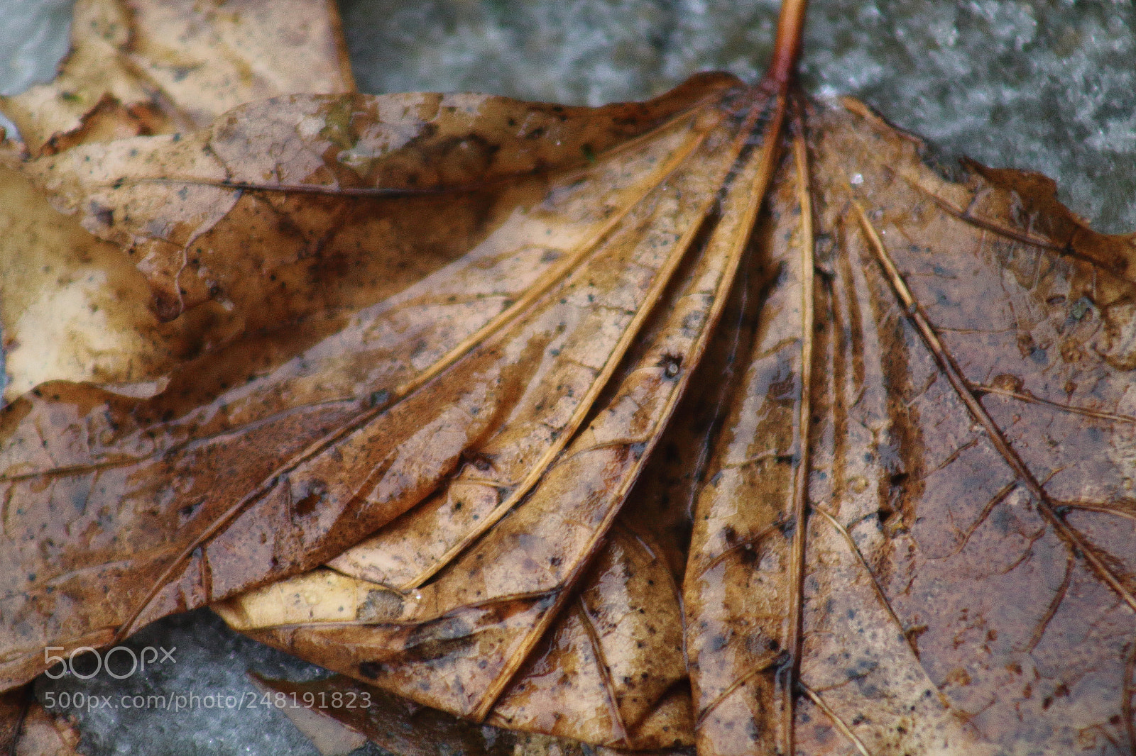 Canon EF 75-300mm f/4-5.6 sample photo. Leaf photography