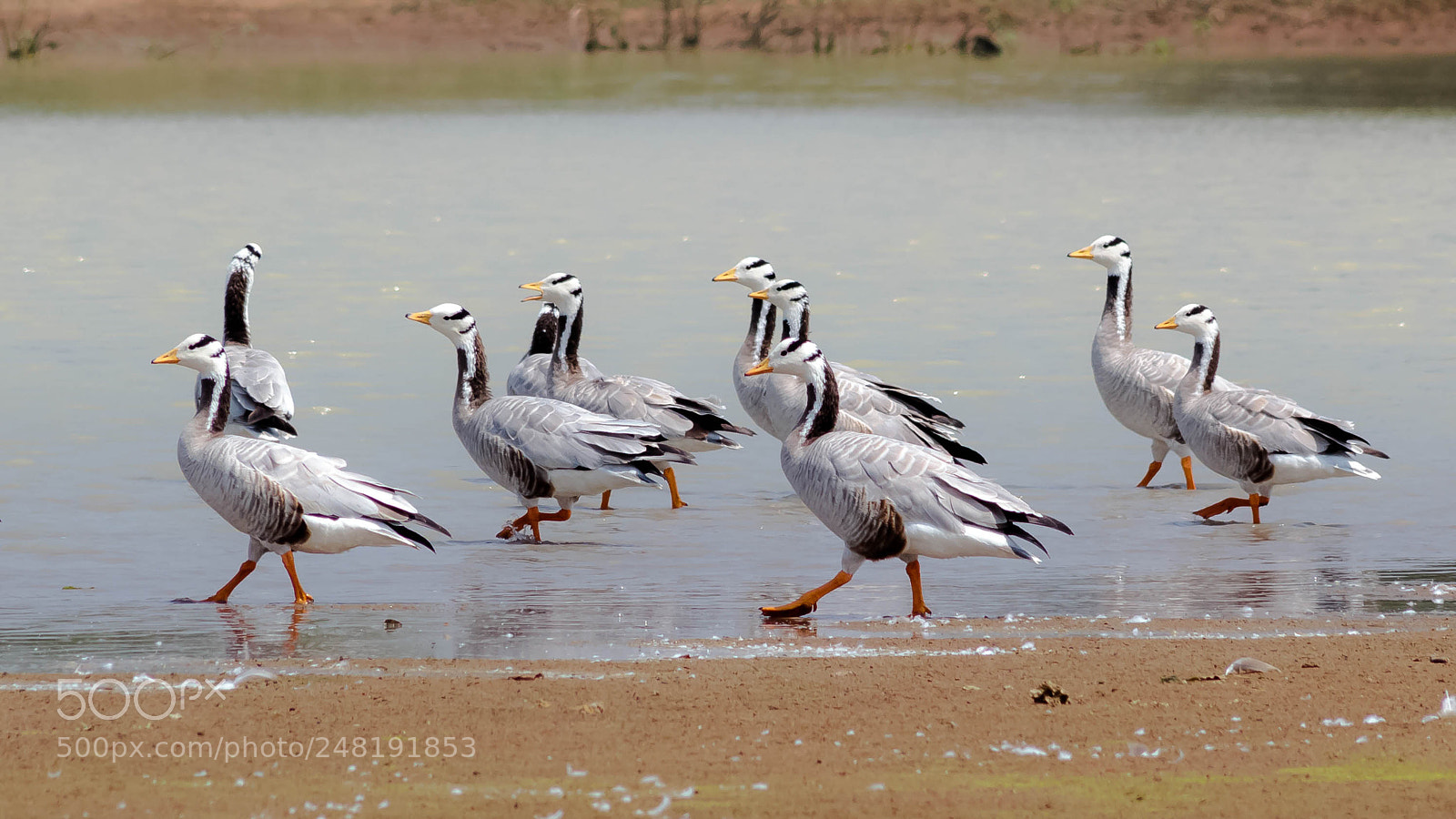 Canon EOS 60D sample photo. The bar-headed goose photography