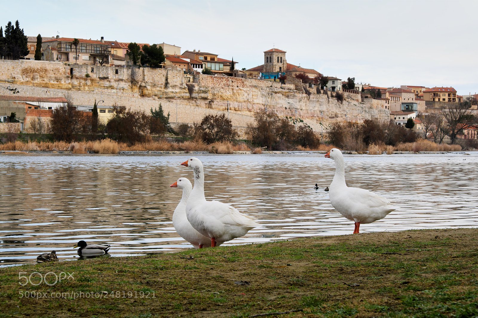 Fujifilm X-T20 sample photo. Gooses photography