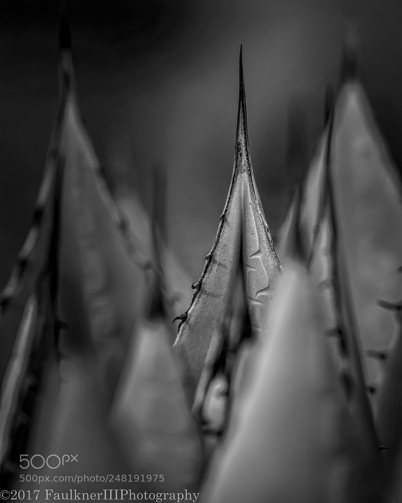 Nikon D7100 sample photo. Agave point photography