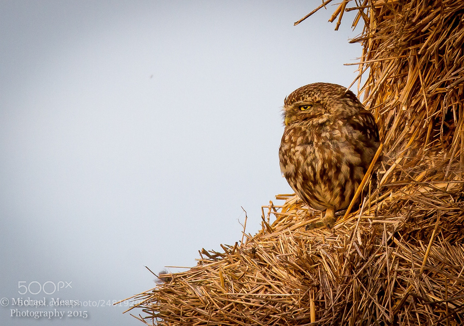 Canon EOS 7D sample photo. Little owl photography