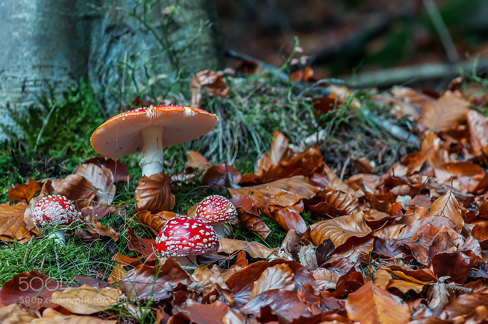 Nikon D300S sample photo. Fly agaric in beech photography