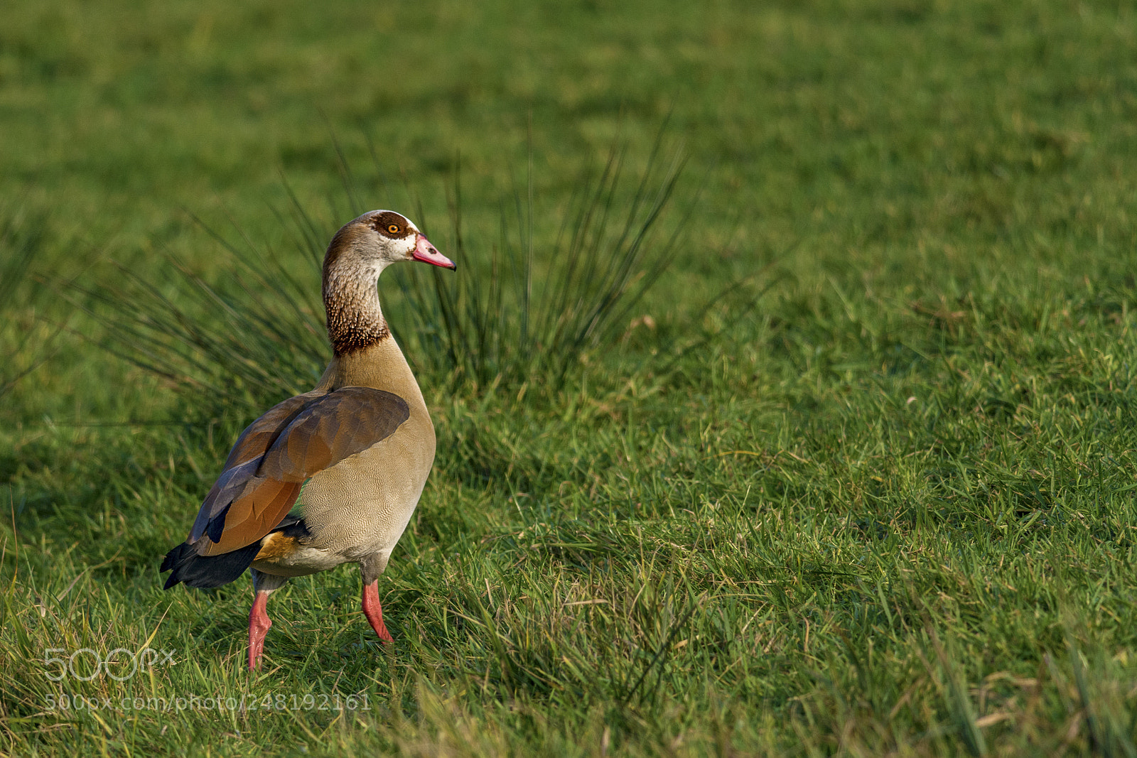Nikon D7100 sample photo. Egyptian goose (alopochen aegyptiaca) photography
