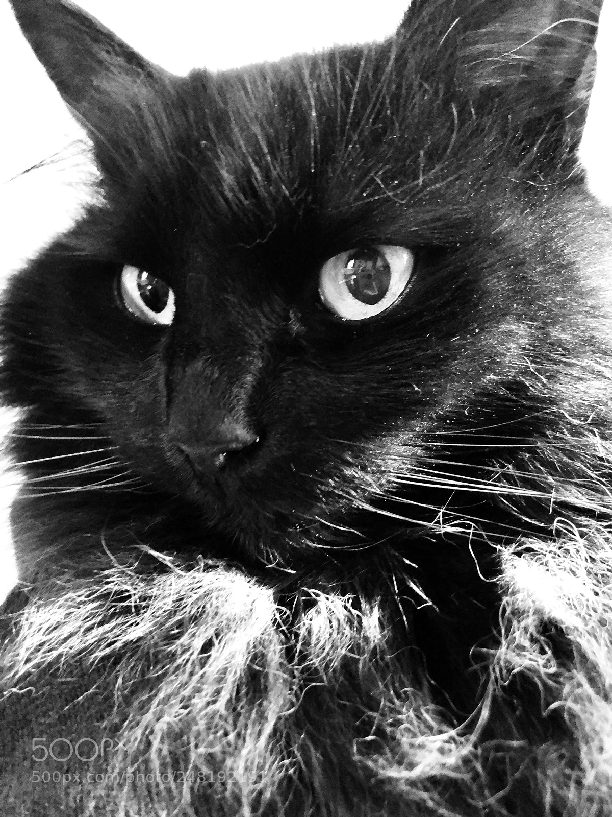 Apple iPhone 8 Plus sample photo. Black baby cats photography