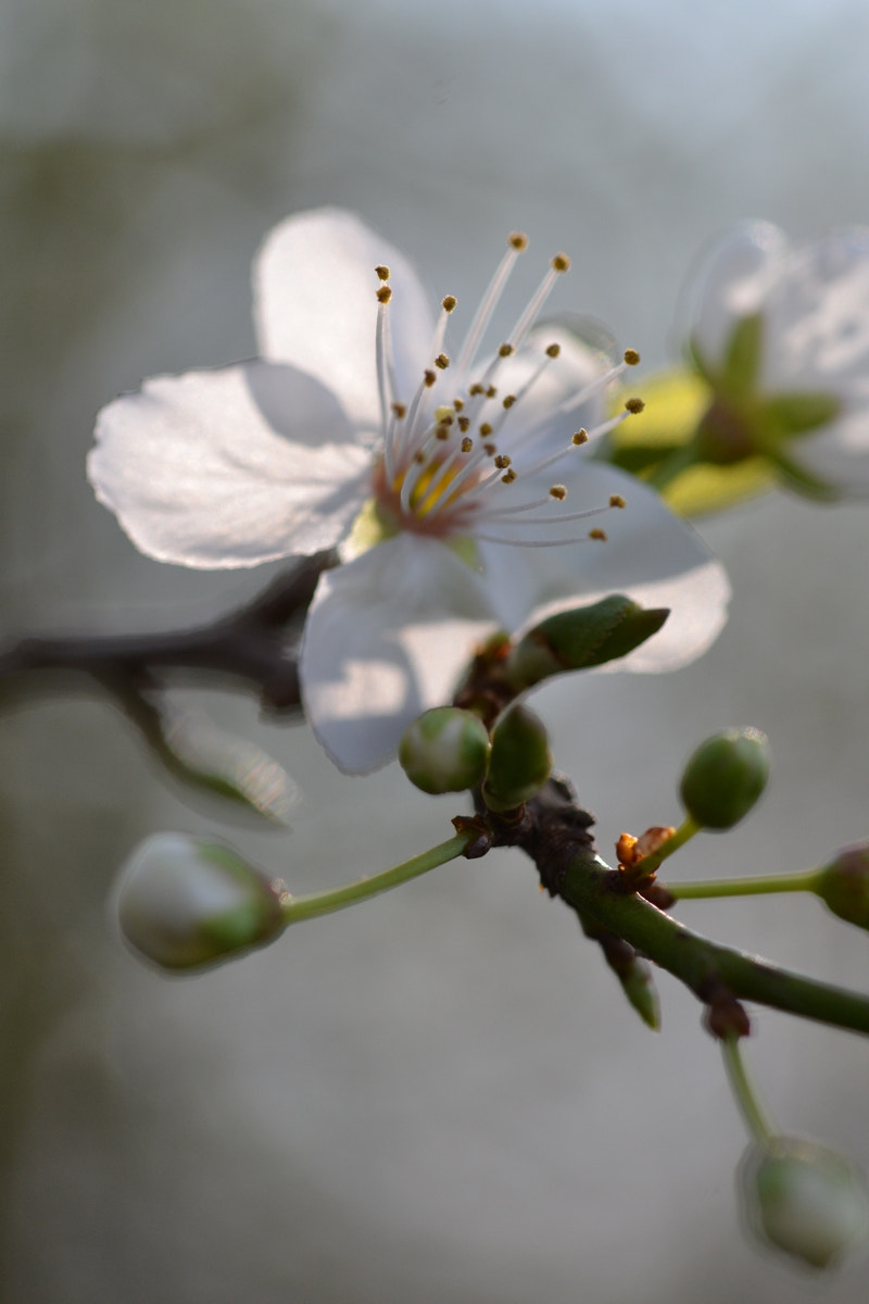 Nikon D3100 + Sigma 105mm F2.8 EX DG OS HSM sample photo. March photography