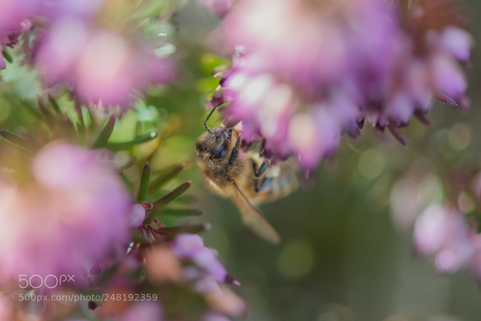 Nikon D610 sample photo. *** photography