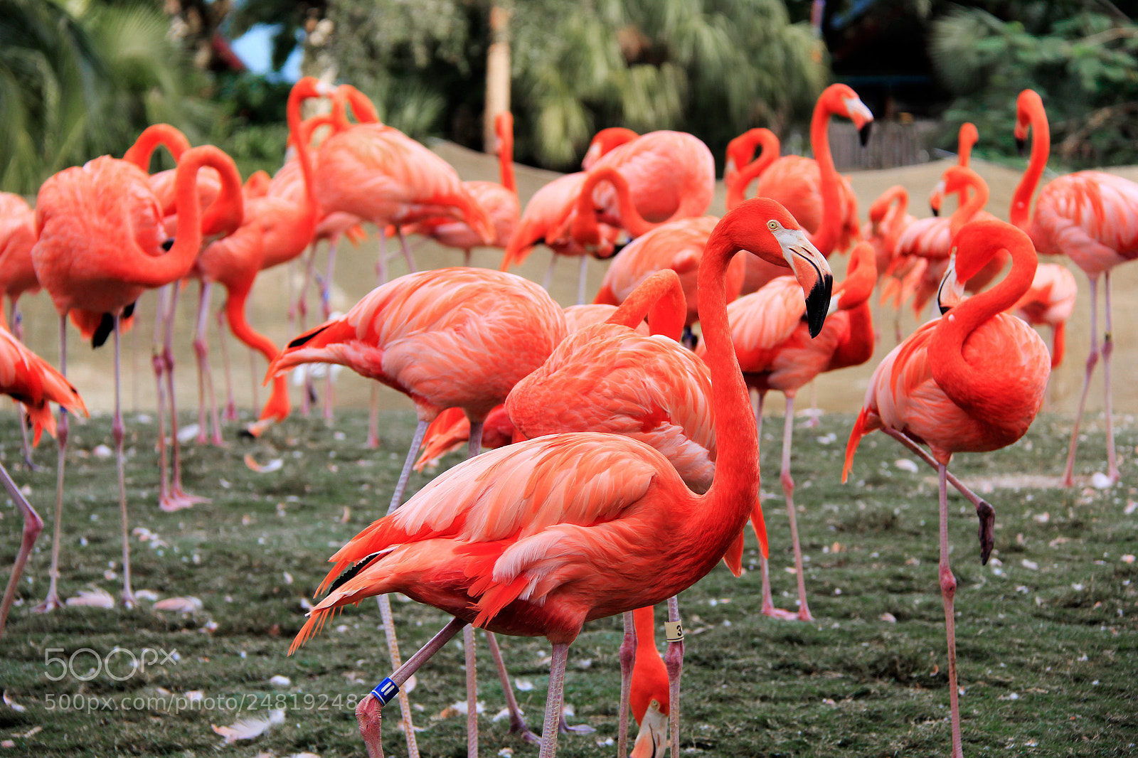 Canon EOS 550D (EOS Rebel T2i / EOS Kiss X4) sample photo. Flamingos photography