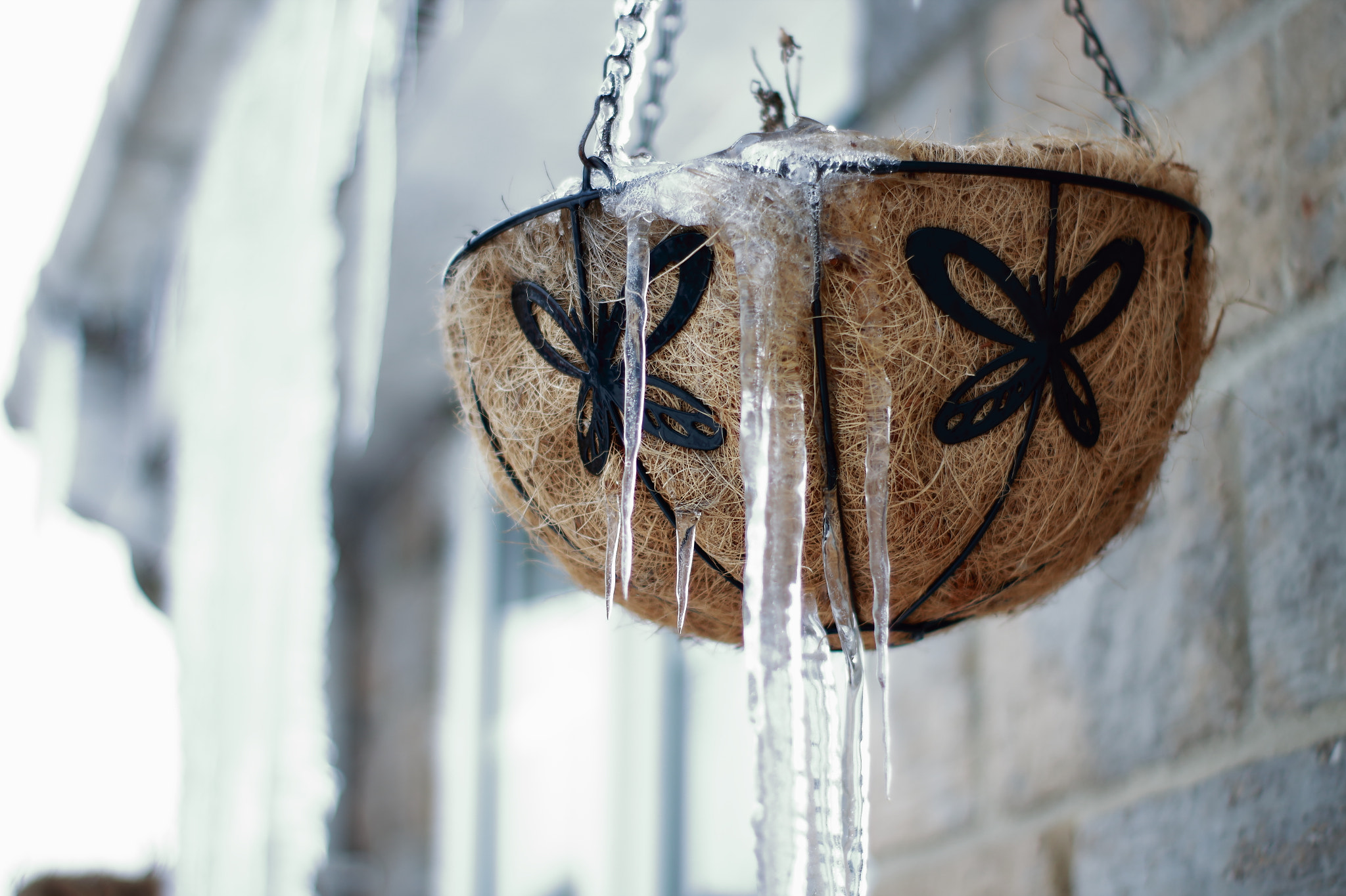 ZEISS Planar T* 50mm F1.4 sample photo. Hanging basket photography