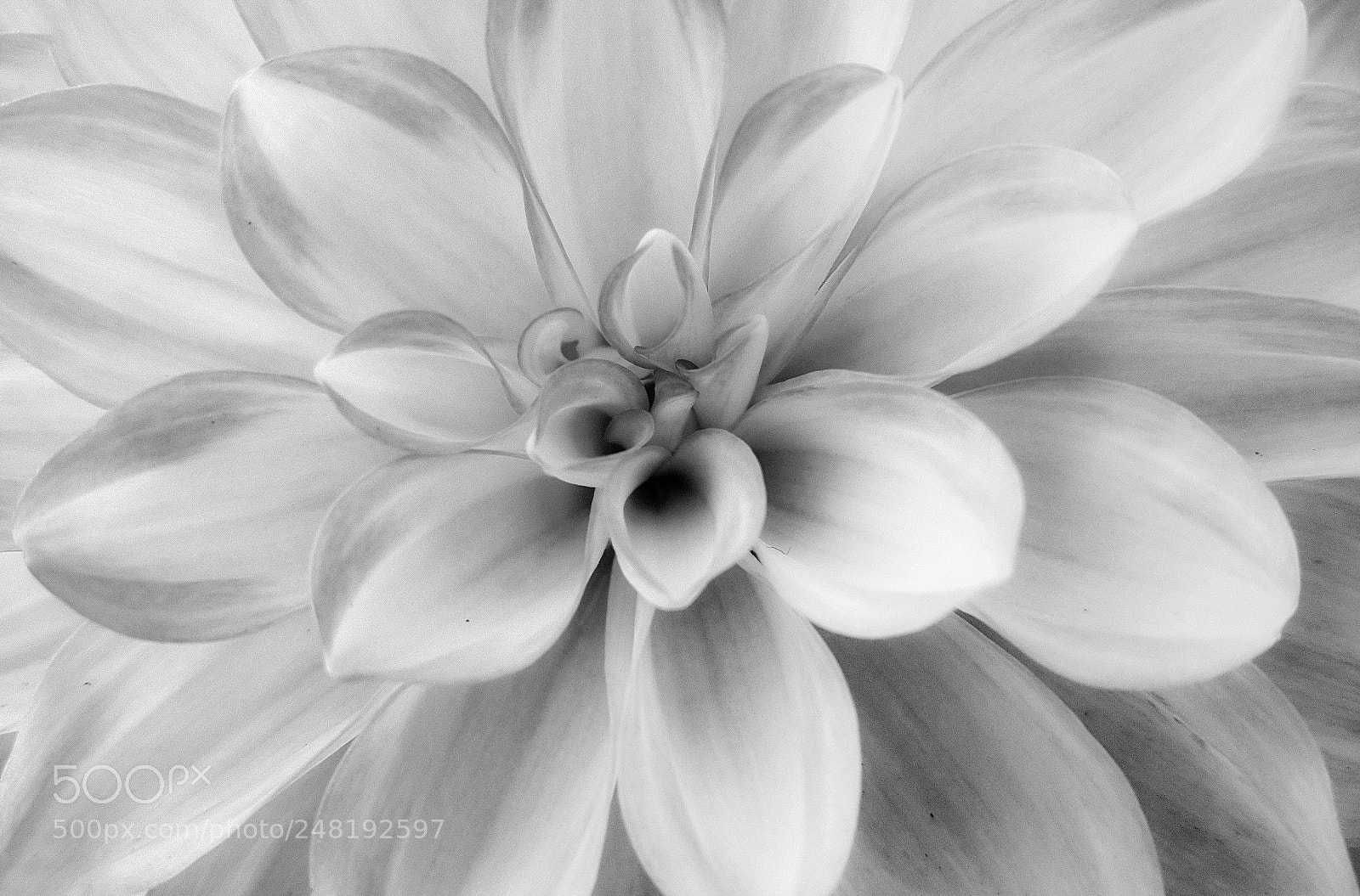 Samsung Galaxy S6 sample photo. Dahlia photography