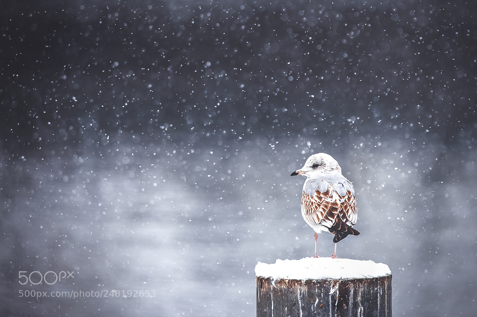 Nikon D3 sample photo. Winter  silence photography