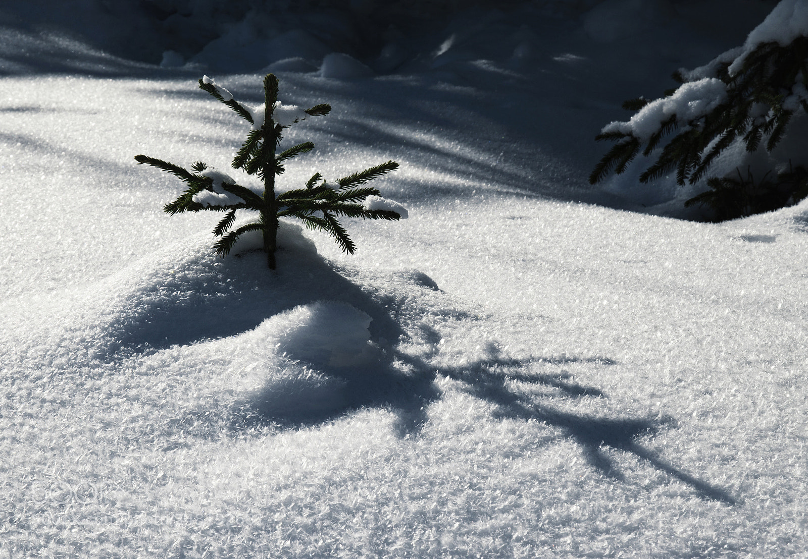 Nikon D5500 sample photo. A small snowy tree photography