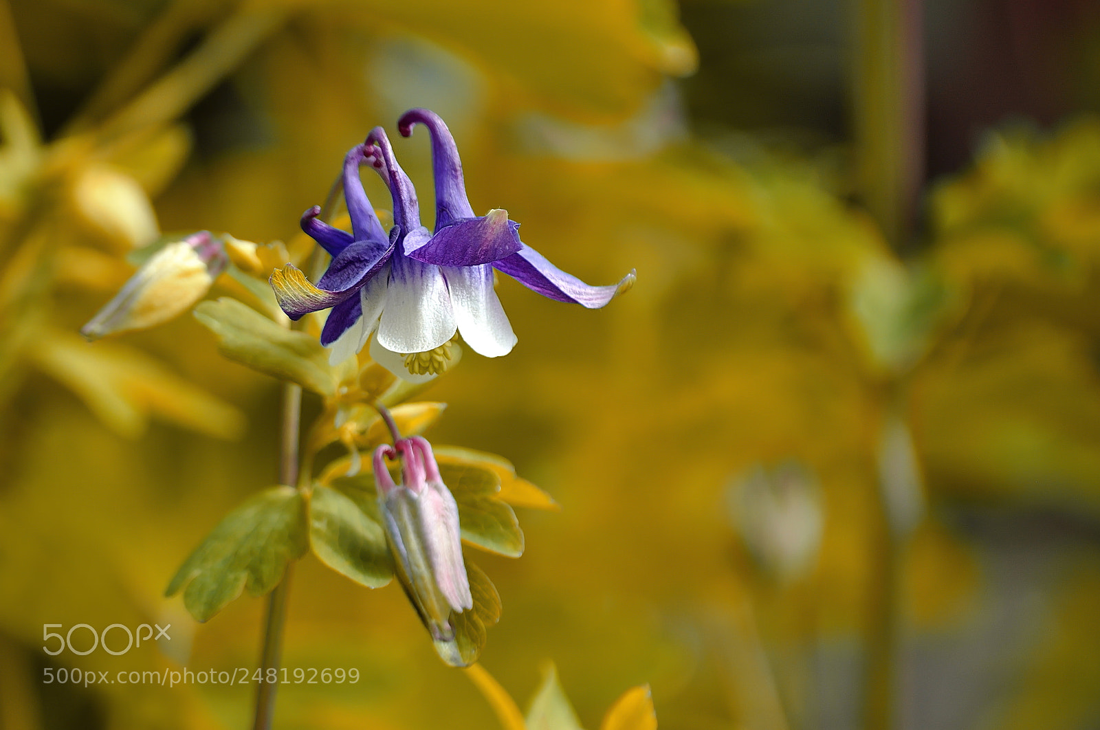 Nikon D5000 sample photo. Aquilegia vulgaris photography