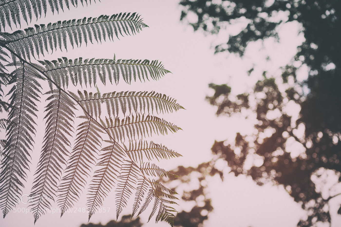 Nikon D800 sample photo. A tree's feathers photography