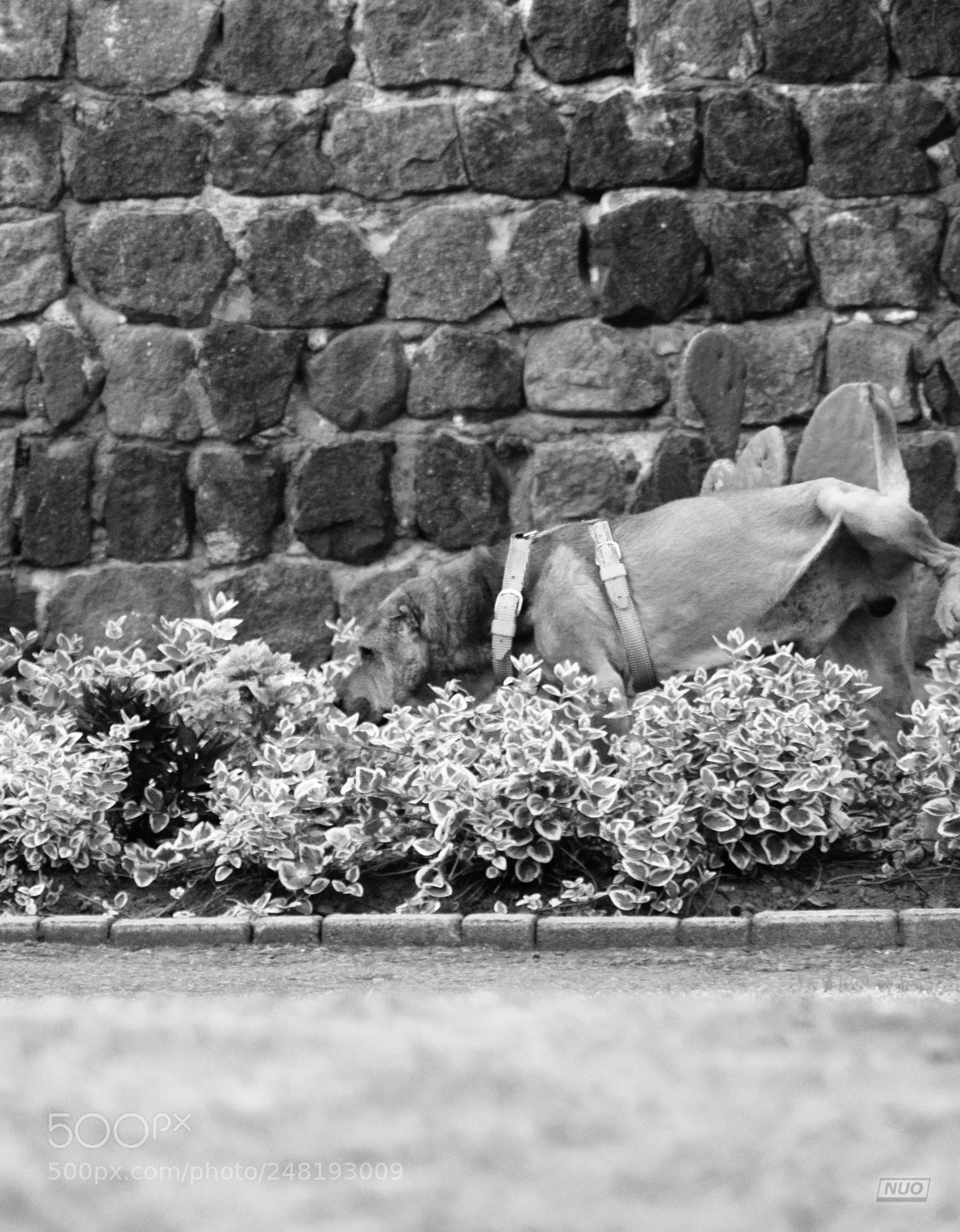 Nikon D5200 sample photo. Pd nov-014 photography
