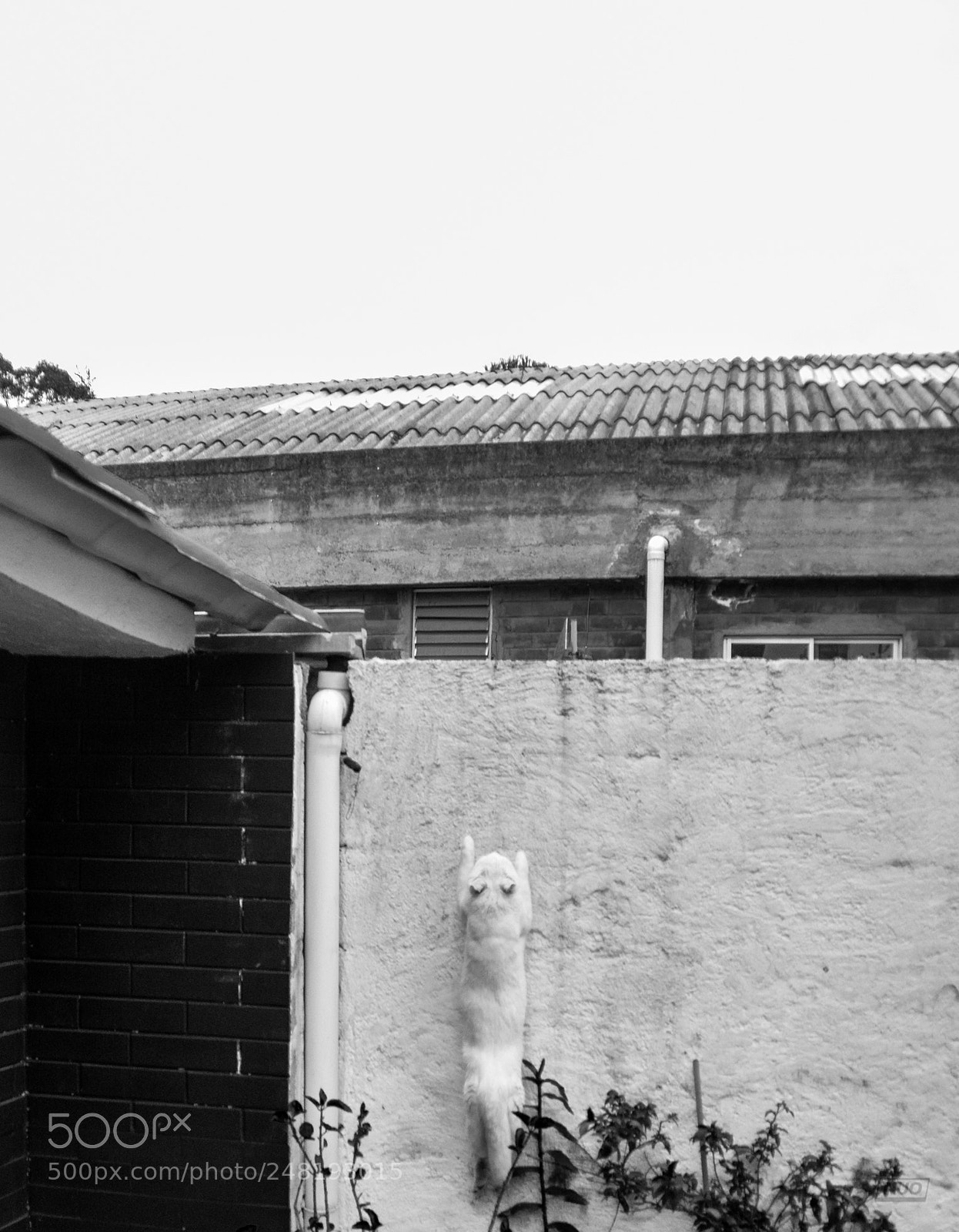 Nikon D5200 sample photo. Pd nov-014 photography