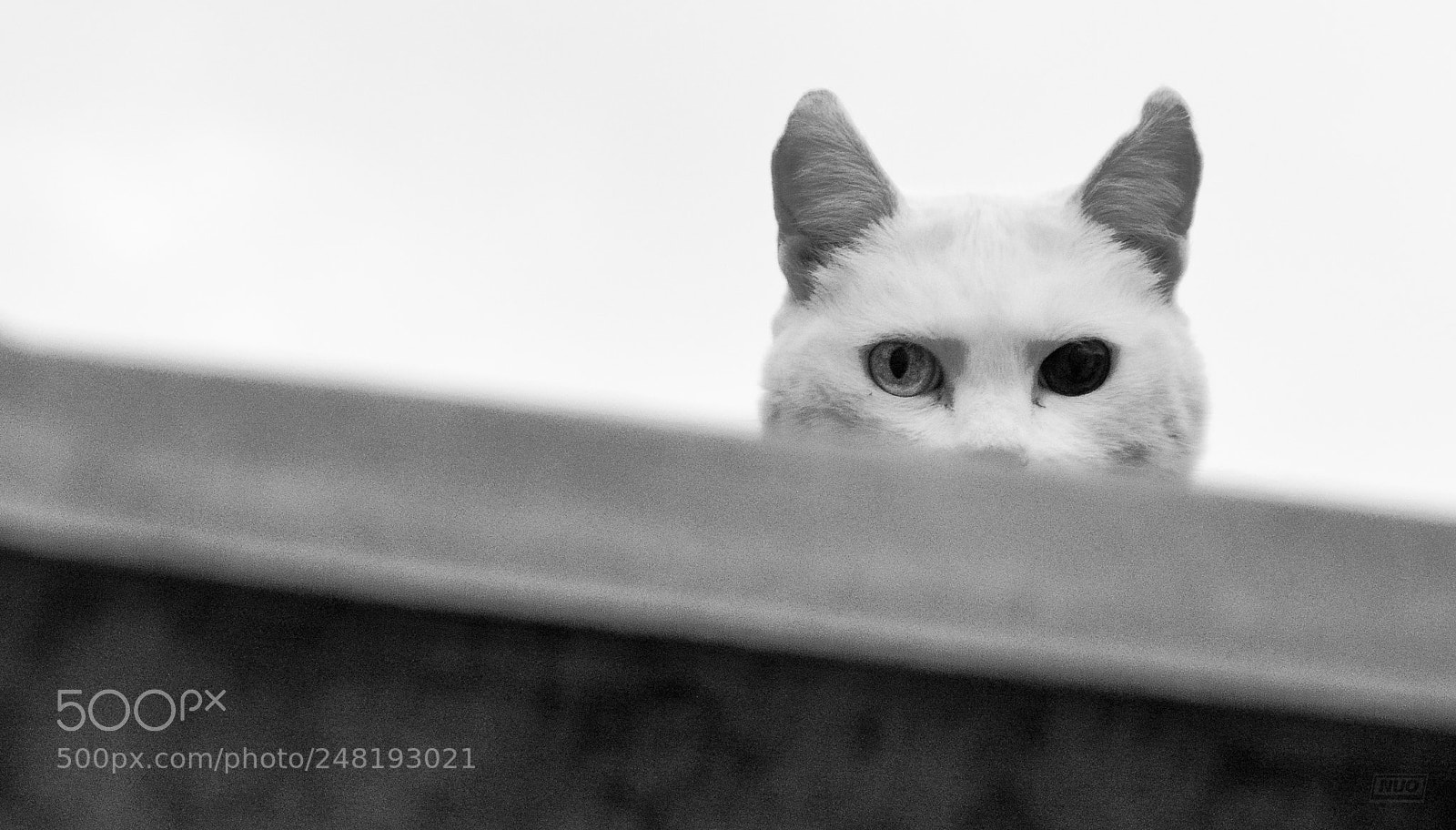 Nikon D5200 sample photo. Pd nov-014 photography
