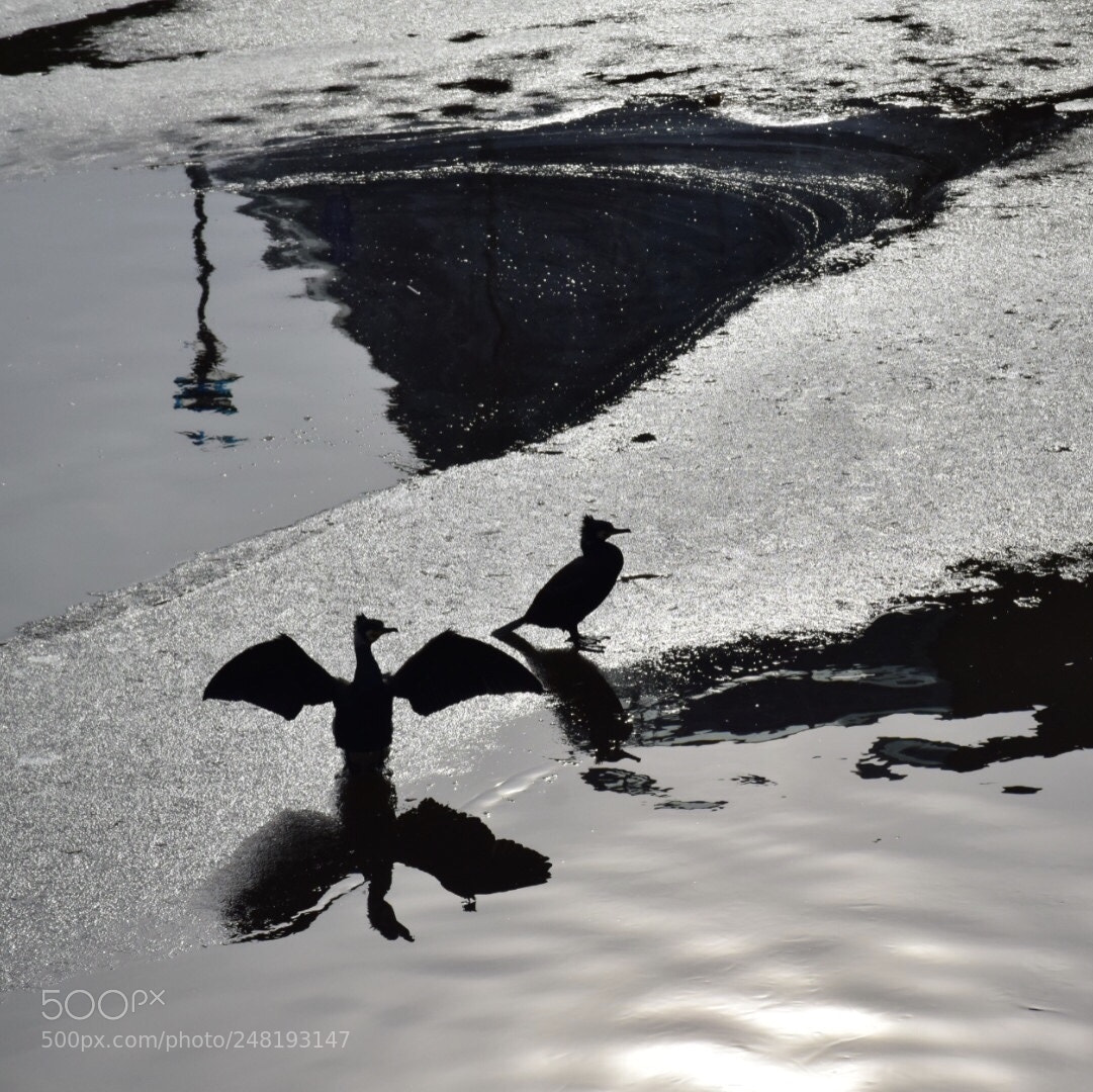 Nikon D5300 sample photo. Aalscholvers / great cormorants photography