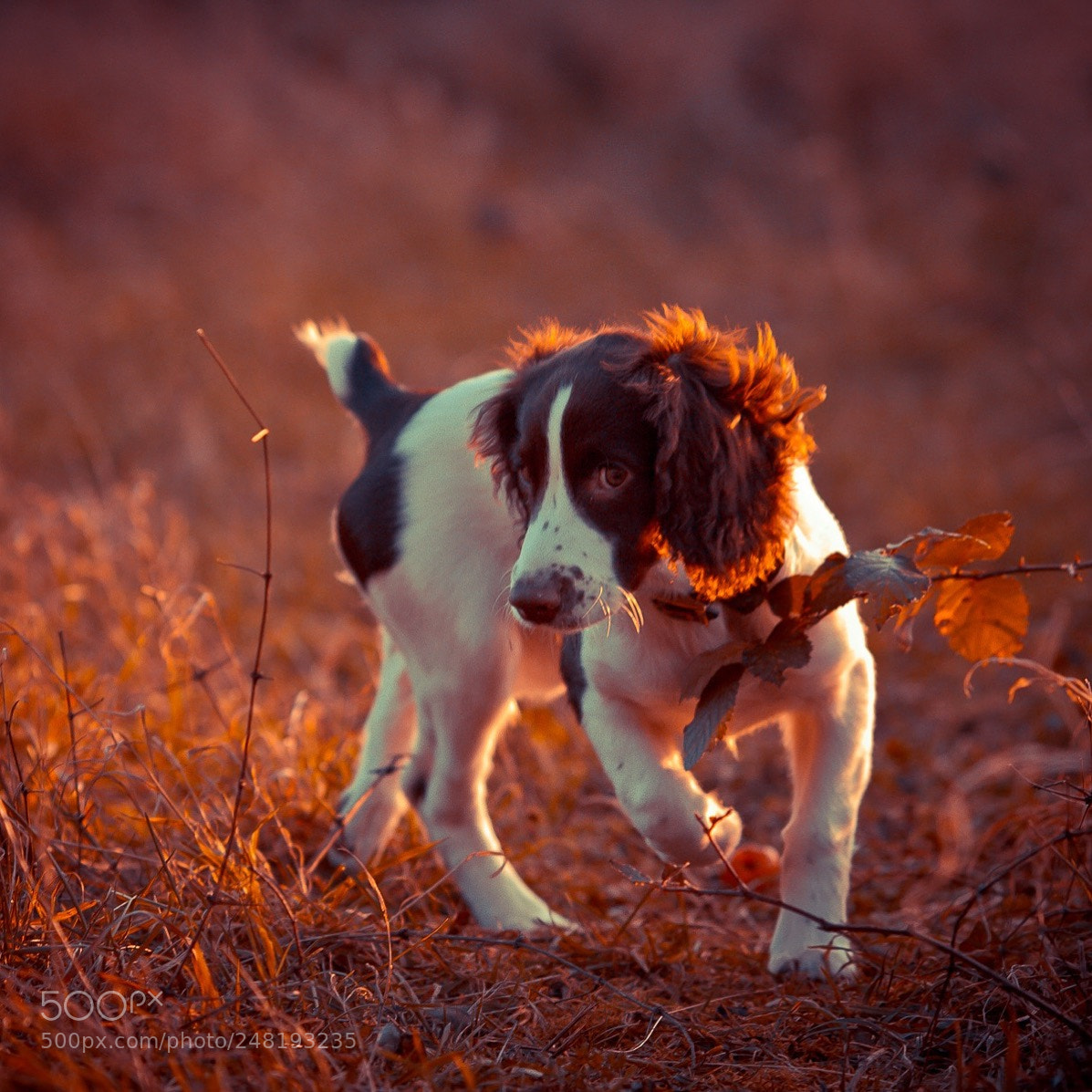 Canon EOS 7D sample photo. Sunset with pip photography