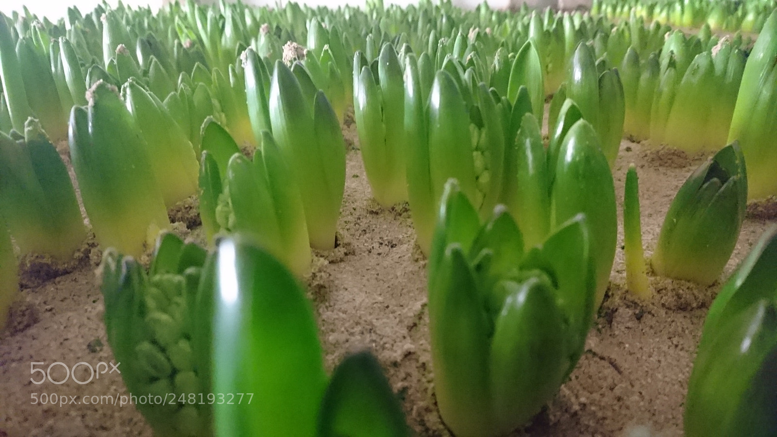 Sony Xperia Z5 sample photo. Plants photography