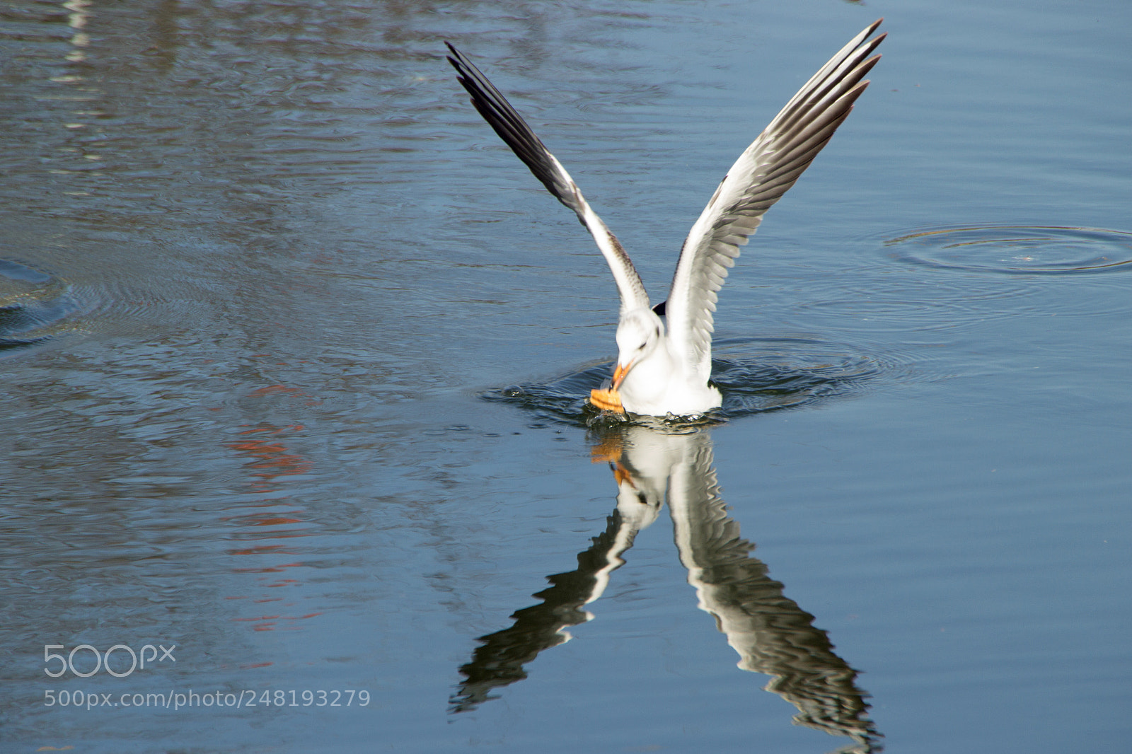 Canon EOS 60D sample photo. X bird photography
