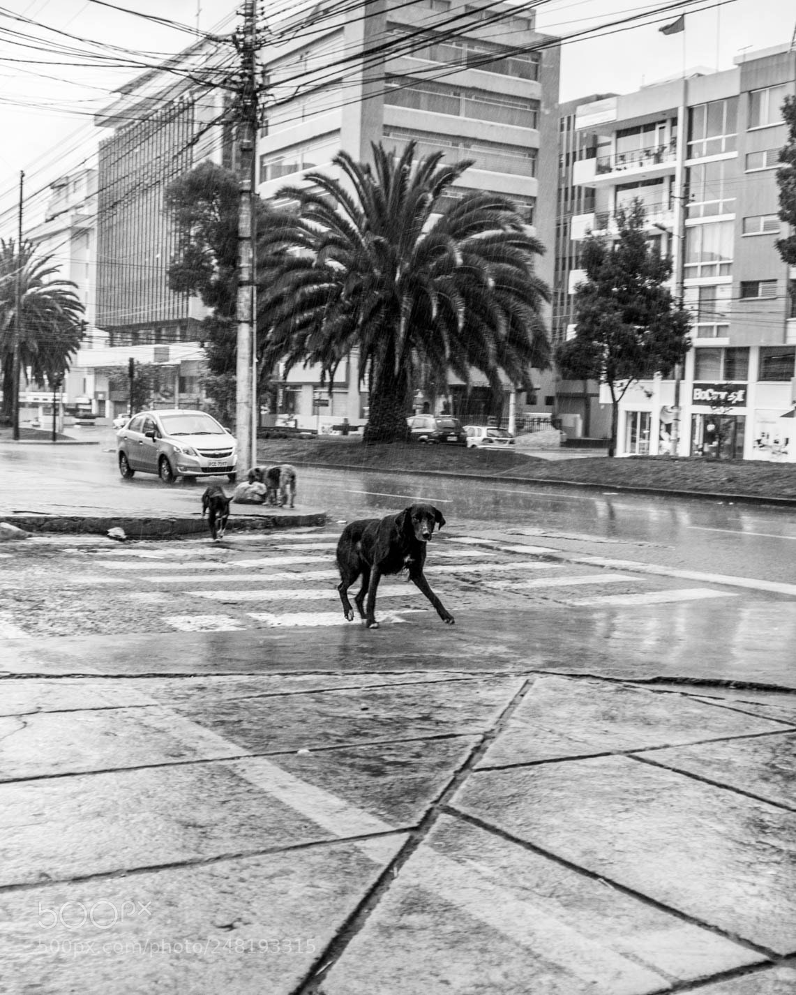 Nikon D5200 sample photo. Passing dogs dec-014 photography