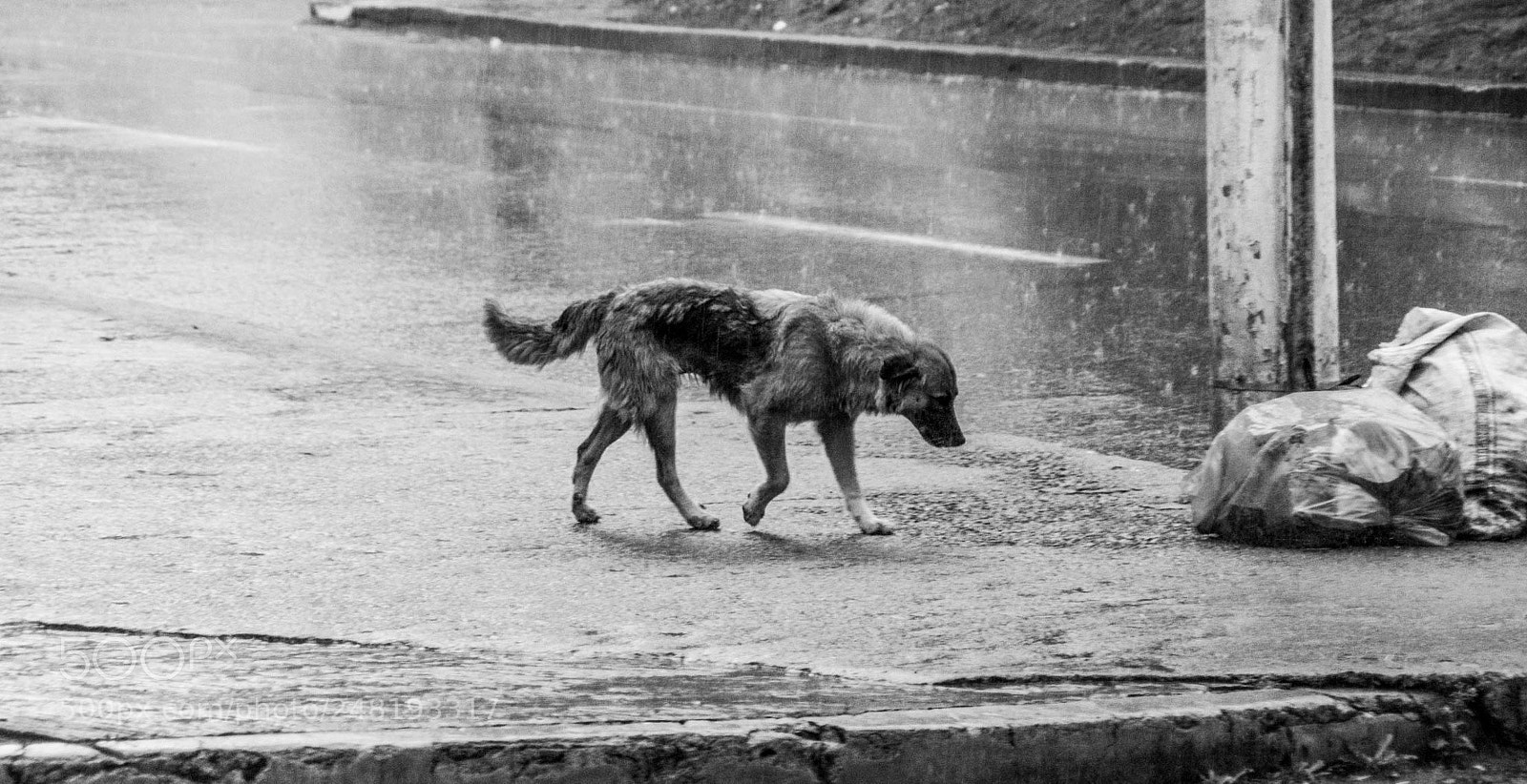 Nikon D5200 sample photo. Passing dogs dec-014 photography