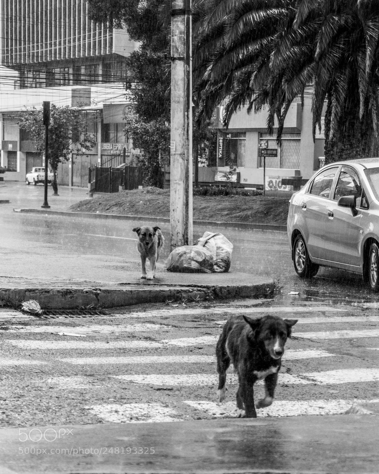 Nikon D5200 sample photo. Passing dogs dec-014 photography