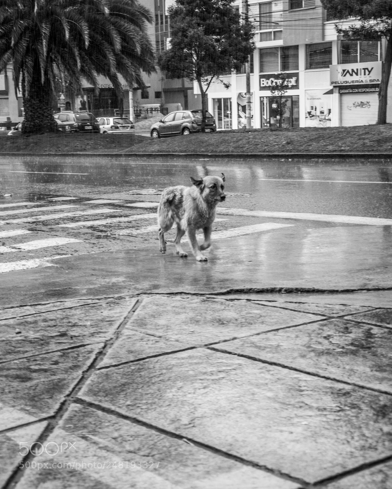 Nikon D5200 sample photo. Passing dogs dec-014 photography