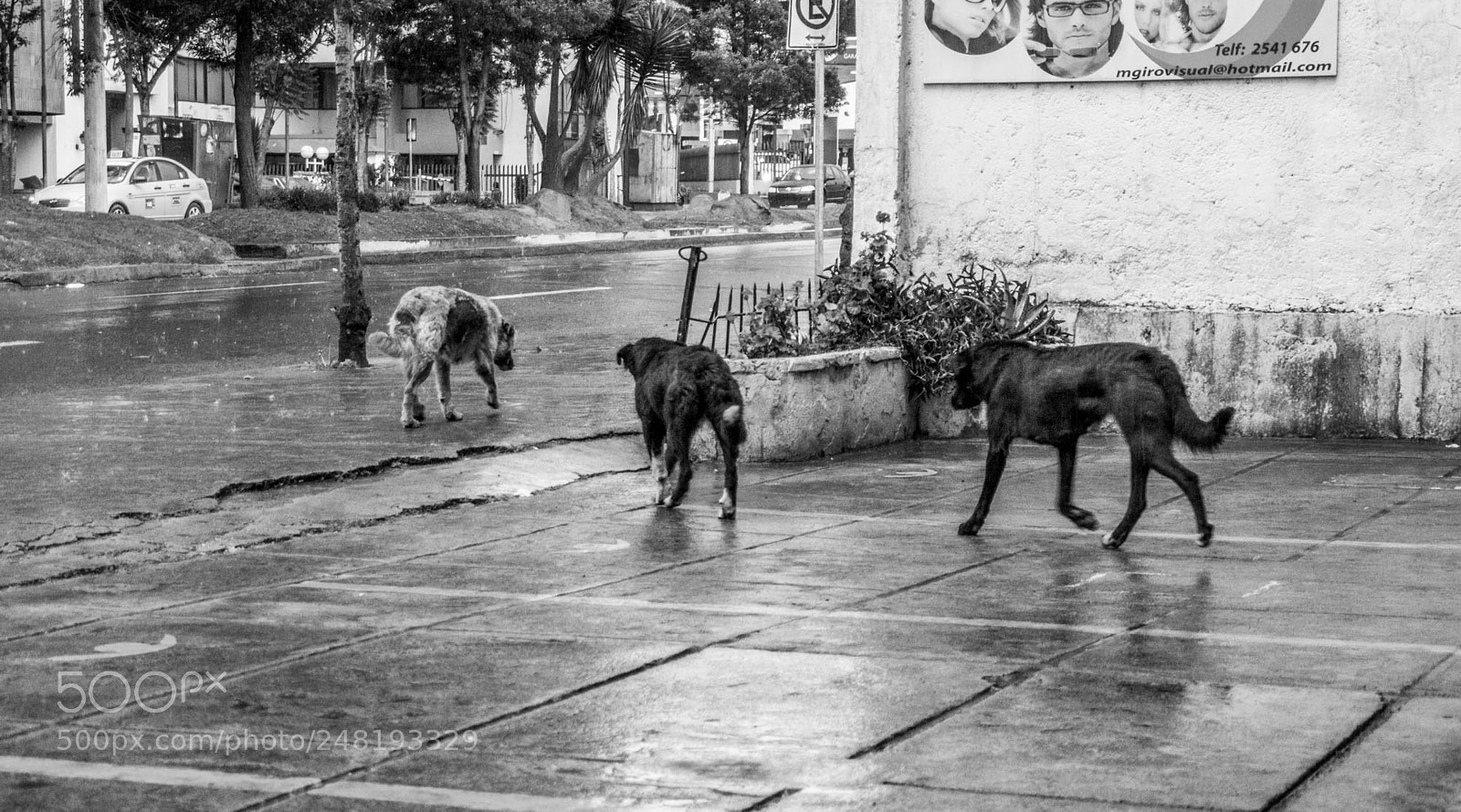 Nikon D5200 sample photo. Passing dogs dec-014 photography